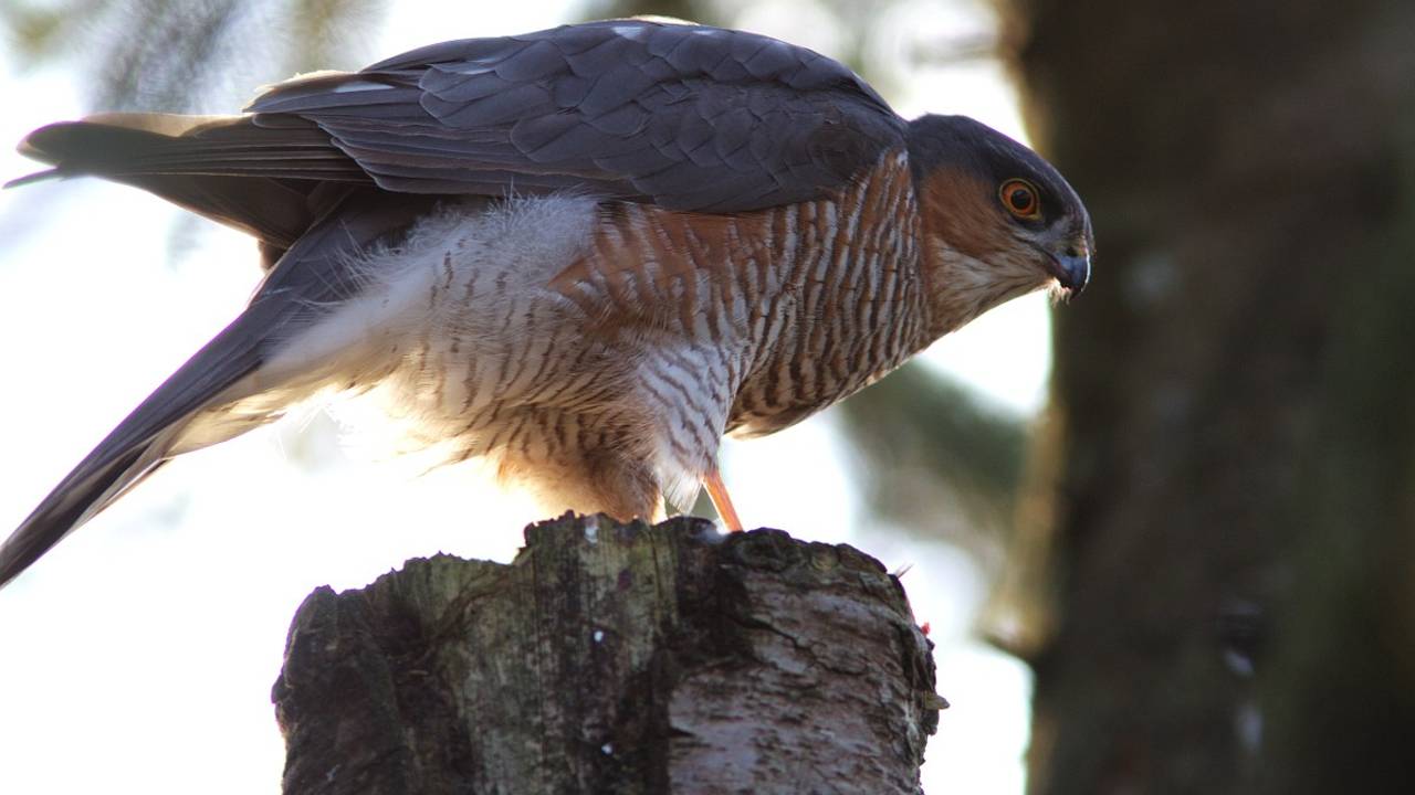 Een sperwermannetje (foto: Saxifraga/Martin Mollet).