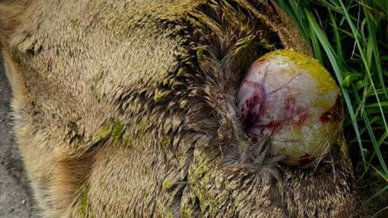 De drachtige reegeit werd 'meer dood dan levend' door de boa gevonden (foto: Instagram Boa Staatsbosbeheer).