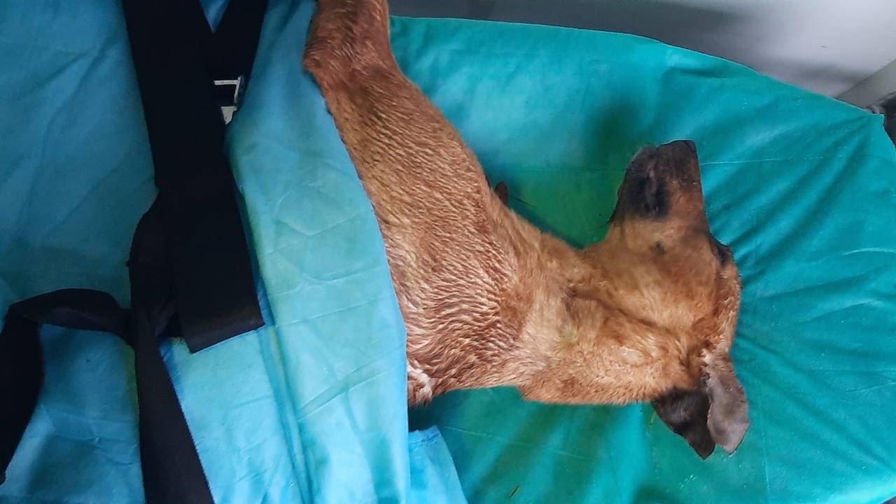 De  jonge herdershond werd doodgereden tussen Nistelrode en Vorstenbosch (foto: Facebook Dierenambulance Brabant Noord-Oost).