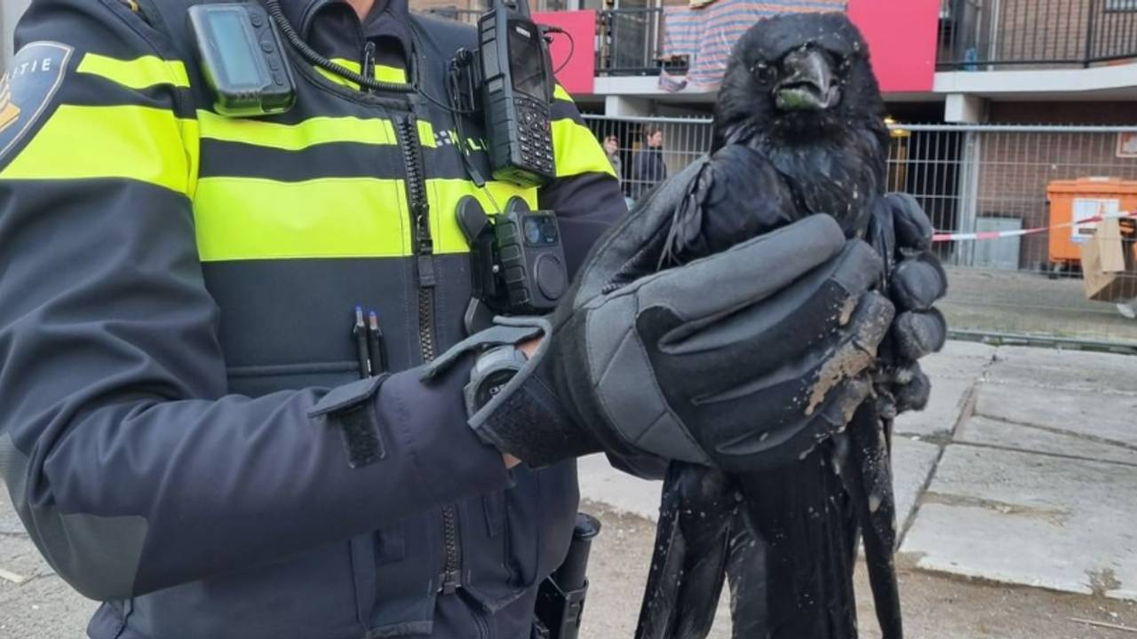 Surrounded ‘burglar’ turns out to be a rescuer of injured bird