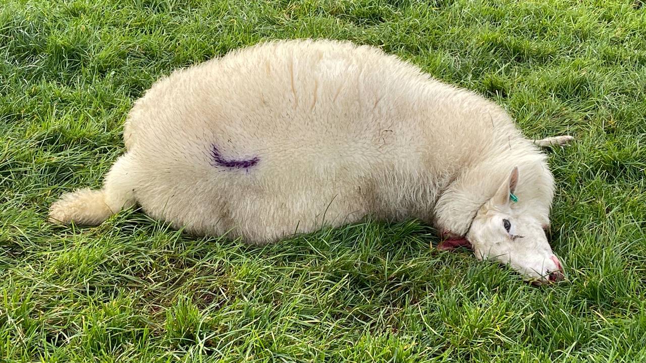 Een dood schaap in Rosmalen (foto: Bart Meesters/Meesters Multi Media/SQ Vision Mediaprodukties).