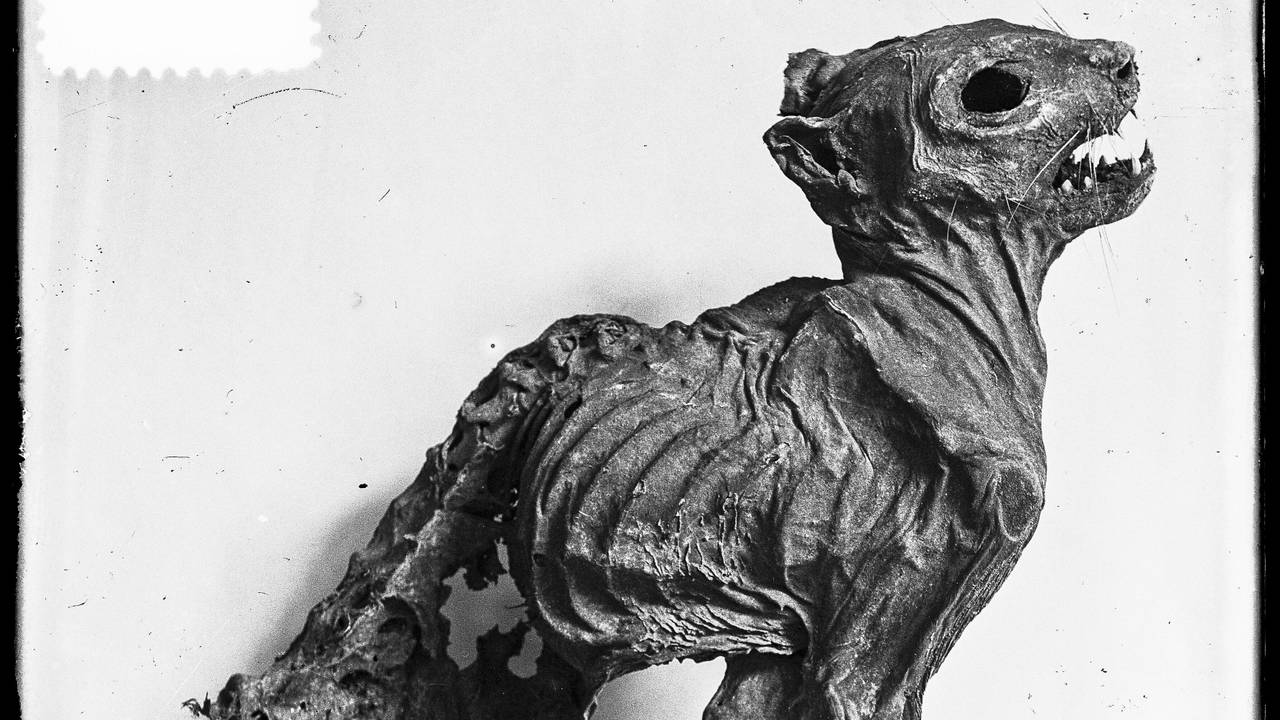 De kat die ongeveer 600 jaar geleden als bouwoffer werd ingemetseld in de Grote Kerk van Breda (foto: Stadsarchief Breda).