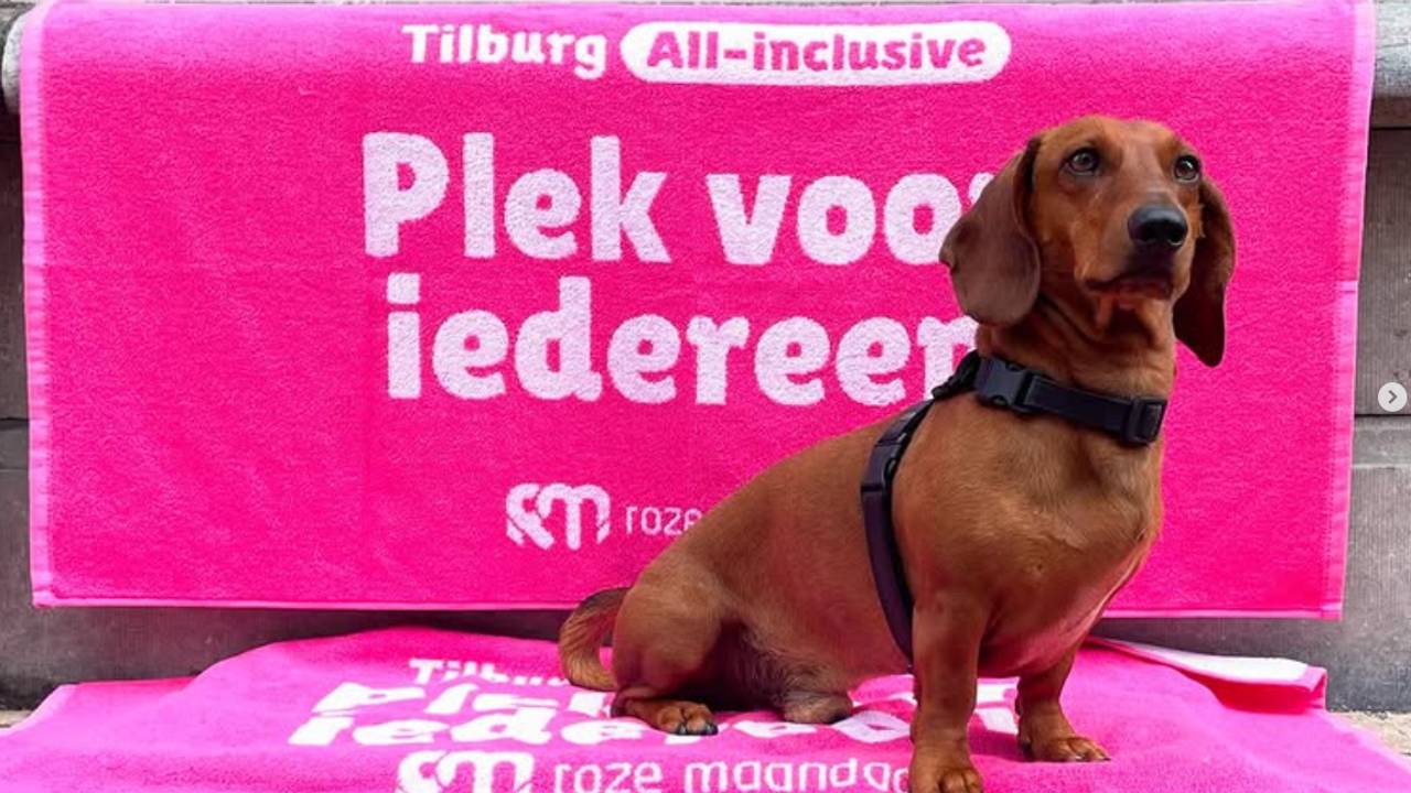 Teckel Zjéraar is klaar voor Roze Maandag (foto: Instagram Zjeraarrr).