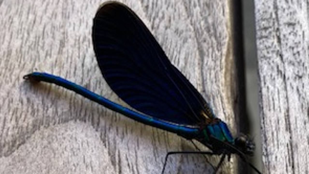 De bosbeekjuffer (foto: Ton van den Broek).
