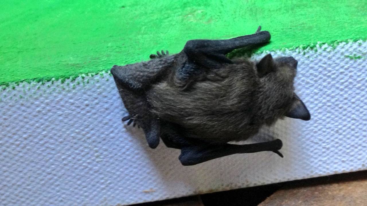 Een gewone dwergvleermuis (foto: Frans Kapteijns).