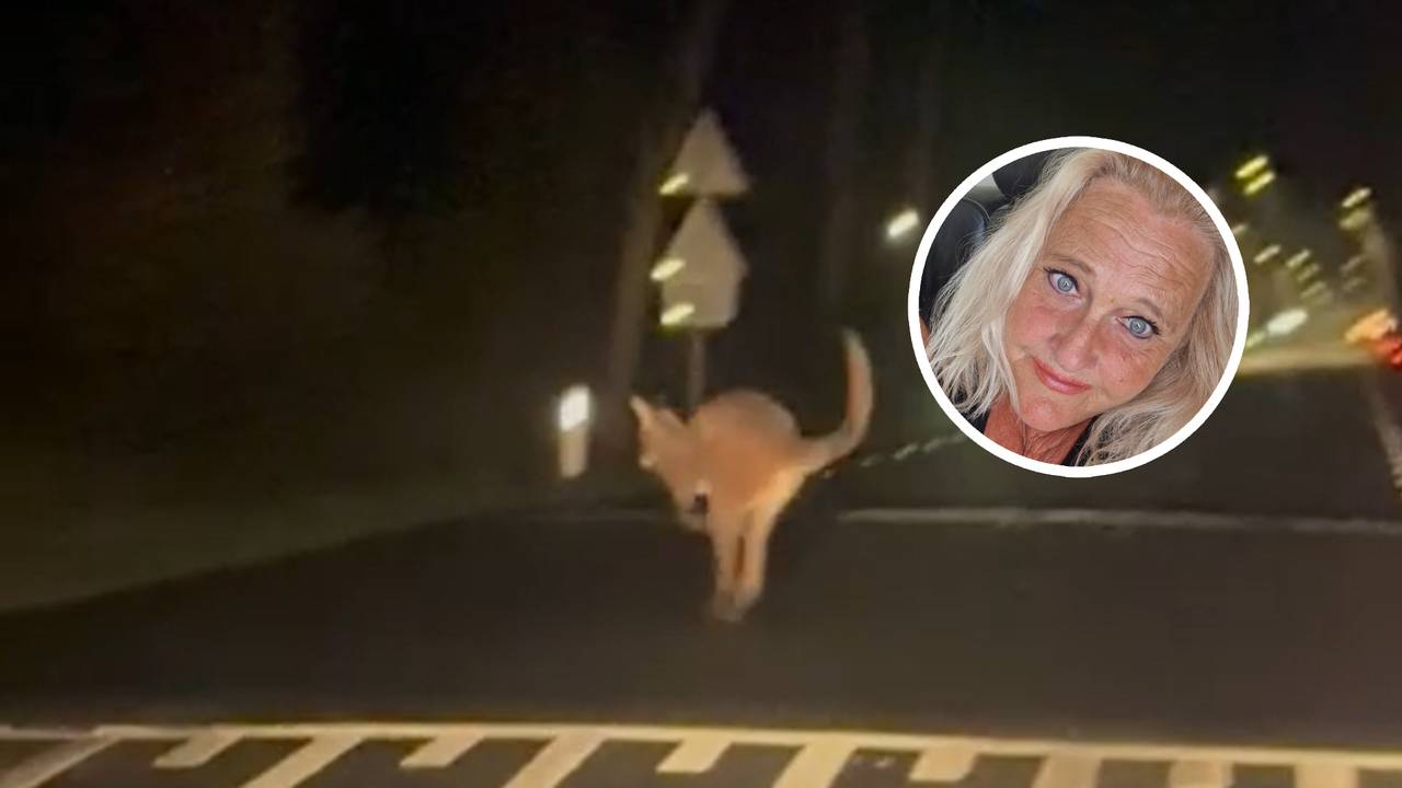 Sylvia van der Donk en de ontsnapte wallaby.