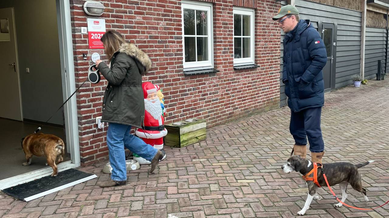 Honden ontvluchten vuurwerk in dierenpensions: 'Al maanden volgeboekt'
