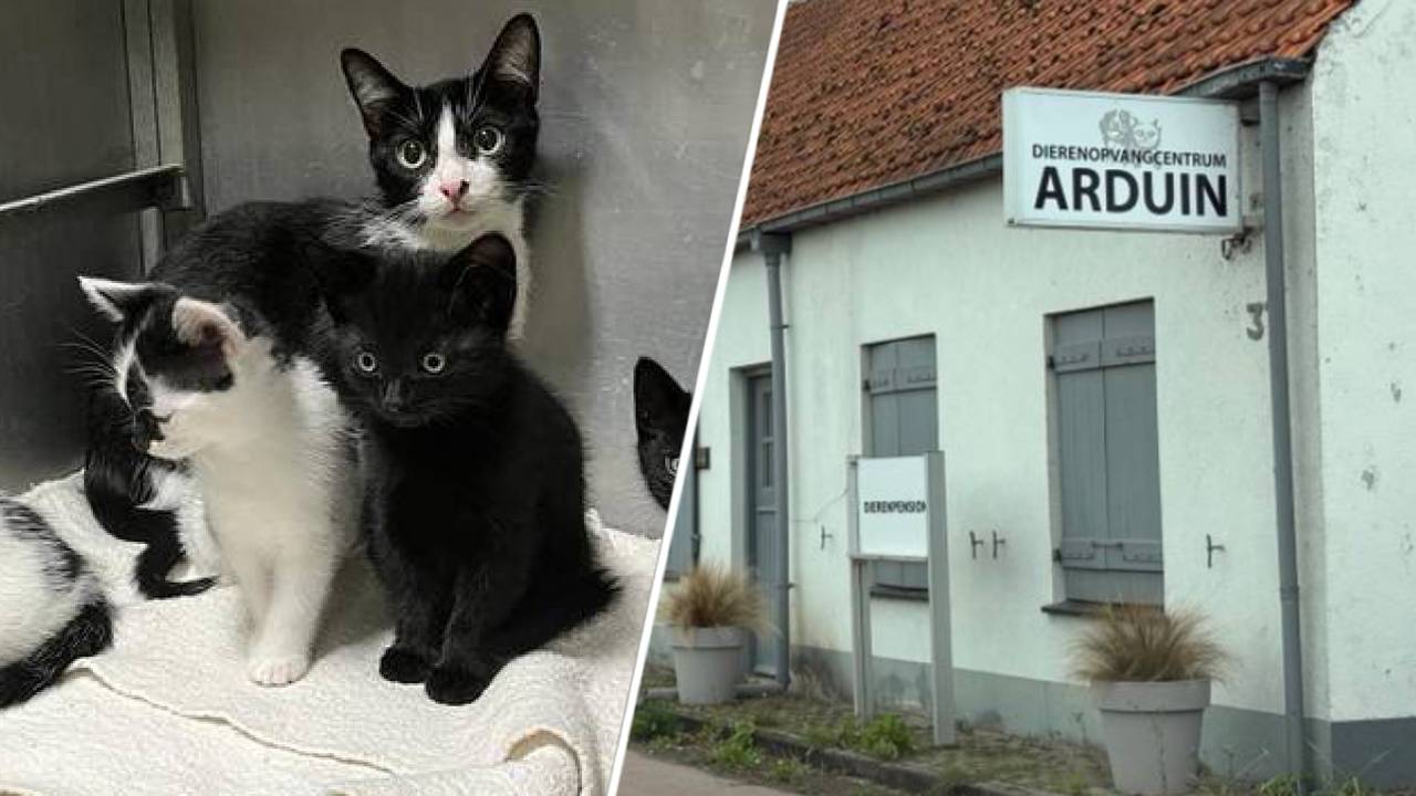 Rechts: Arduin in Roosendaal (archief).