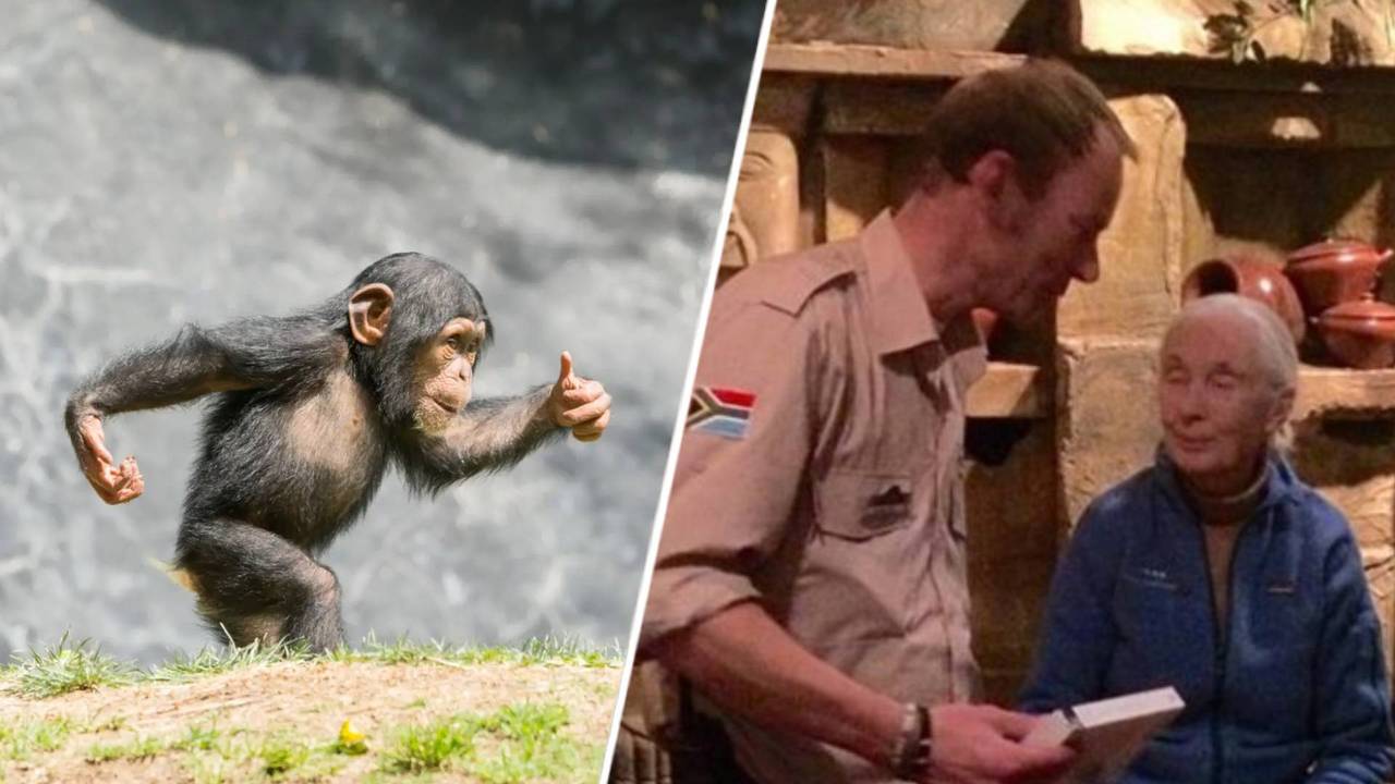 Een chimpansee en Klaas-Jan met Jane Goodall (Foto: Animalia en Beekse Bergen).