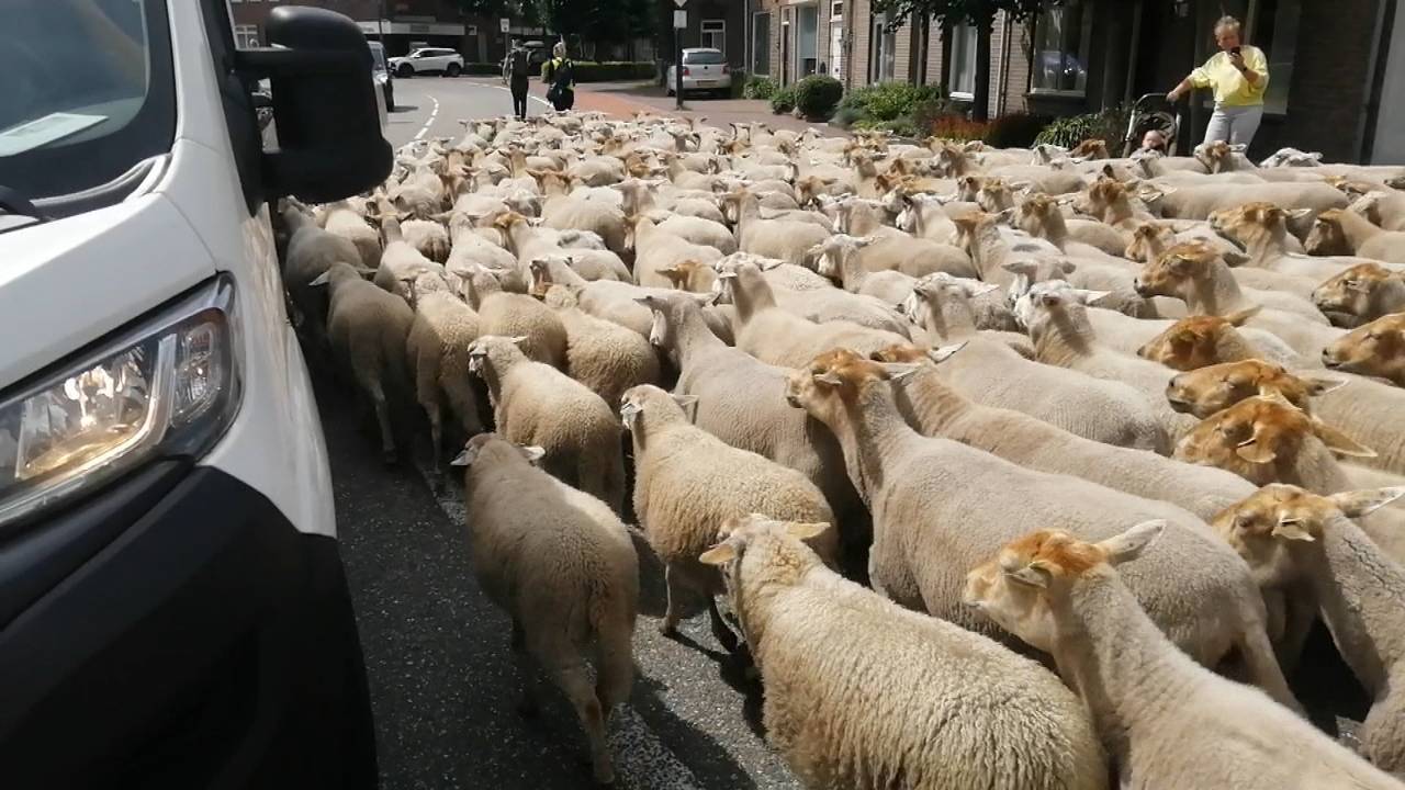 Met je auto ingesloten door honderden schapen: 'Zo geweldig' - Vimarsana News