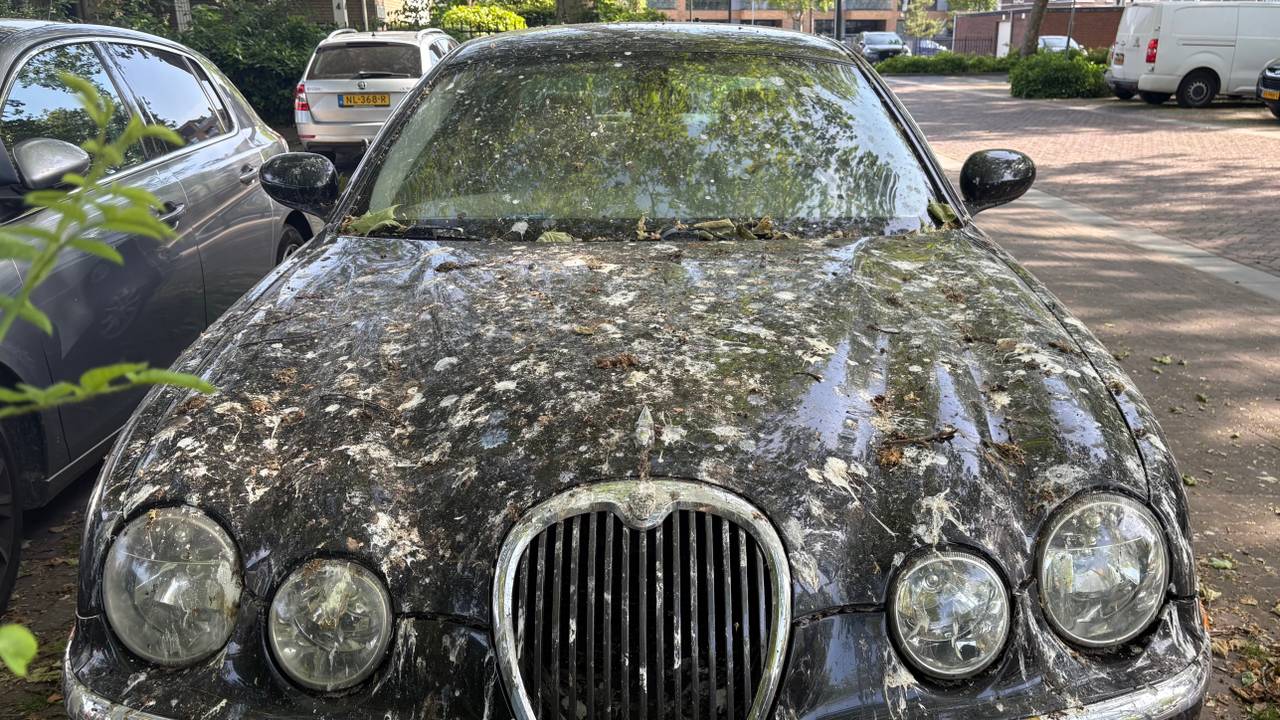 Oude Jaguar zit helemaal onder de vogelpoep