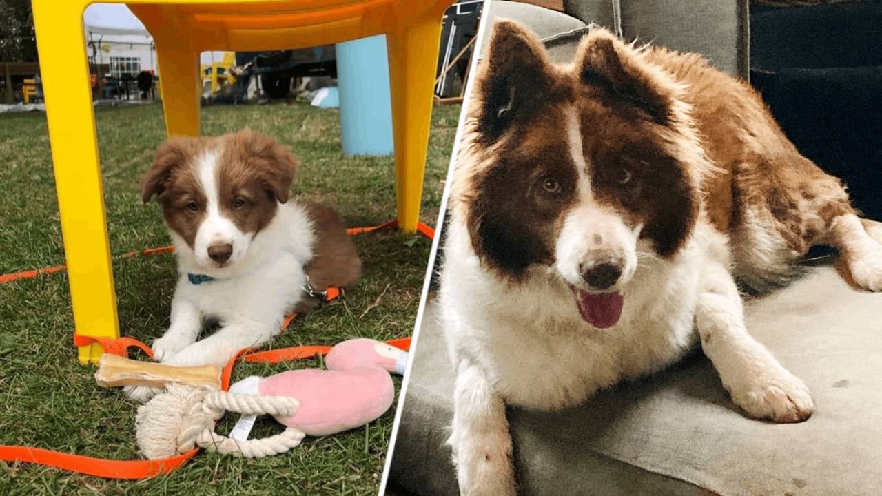 Bodie verdween in de zomer van 2021, maar is weer thuis!