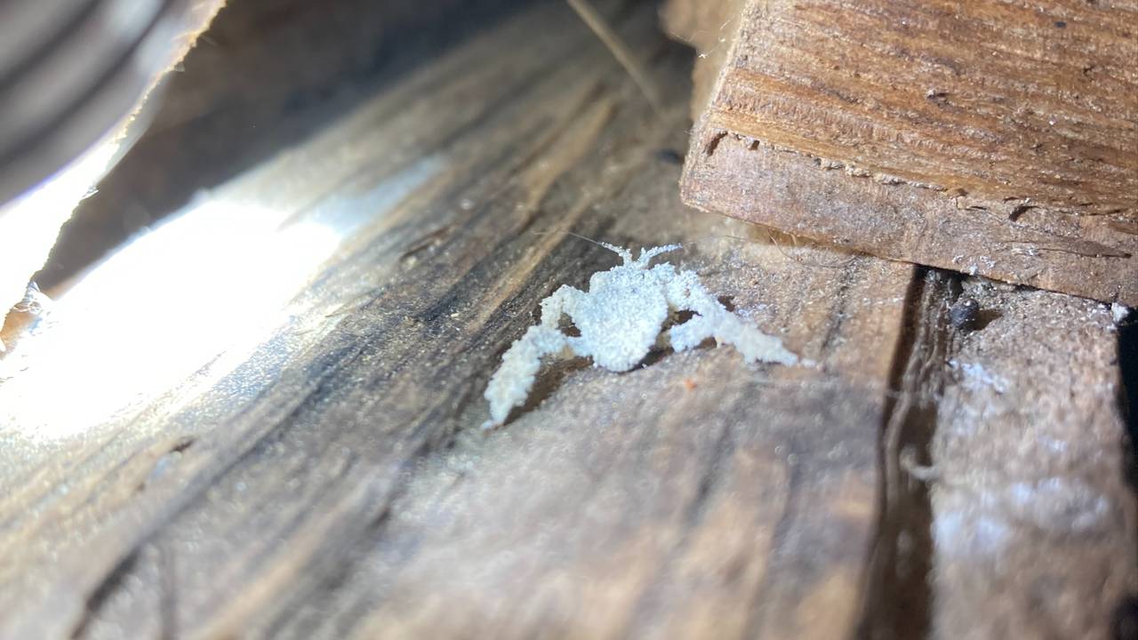 Een klein beestje tussen de houtblokken (foto: Jos Huybers).