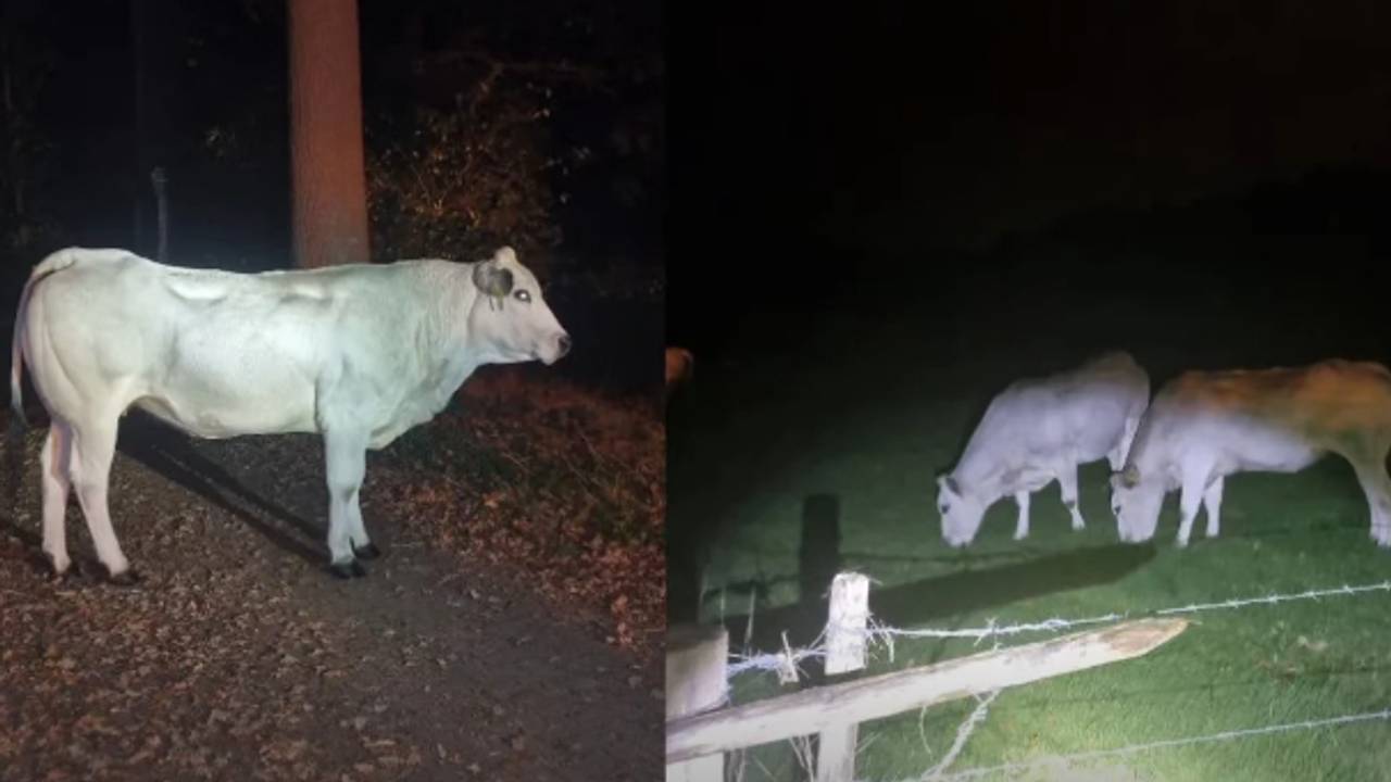 De koeien hebben hun beweging voor deze ochtend weer gehad (foto: Politie_groenebeemdem/Instagram).