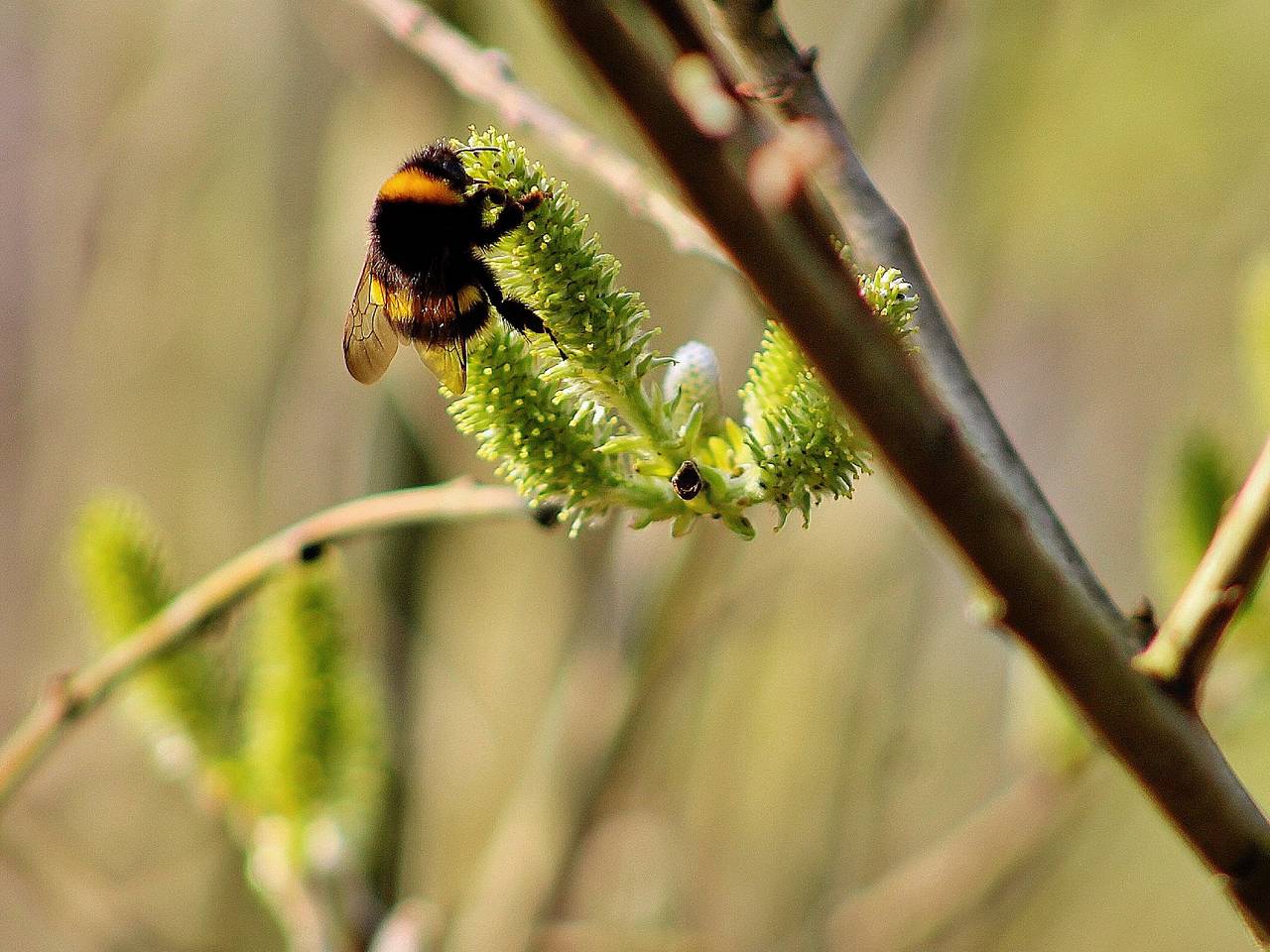 Foto: Gabriella van Pinxteren