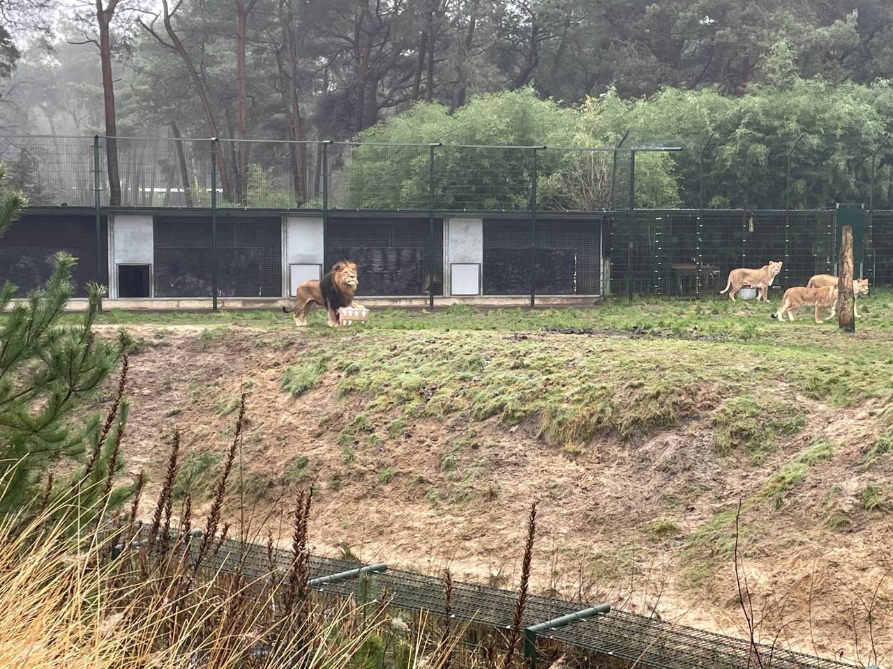 Leeuwen smullen van kerstdiner in safaripark: dit staat op het menu