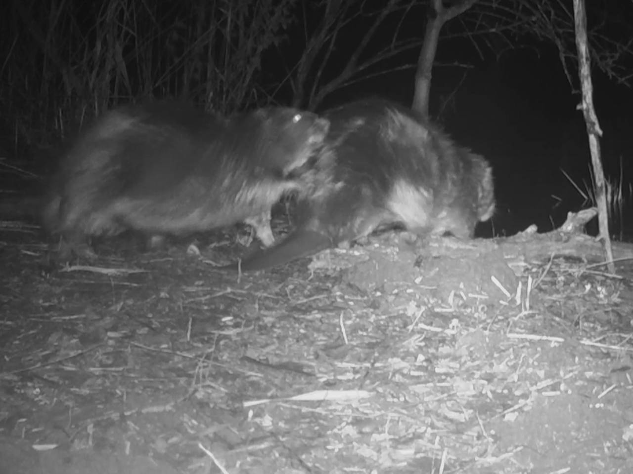 Dag en nacht worden dieren in de Biesbosch gefilmd