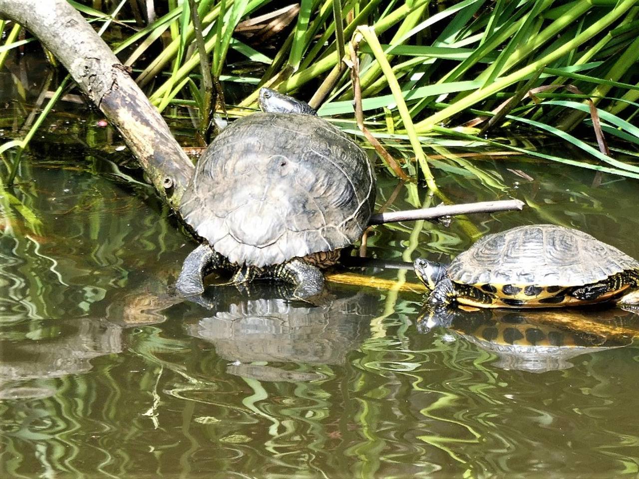 Omroep Brabant