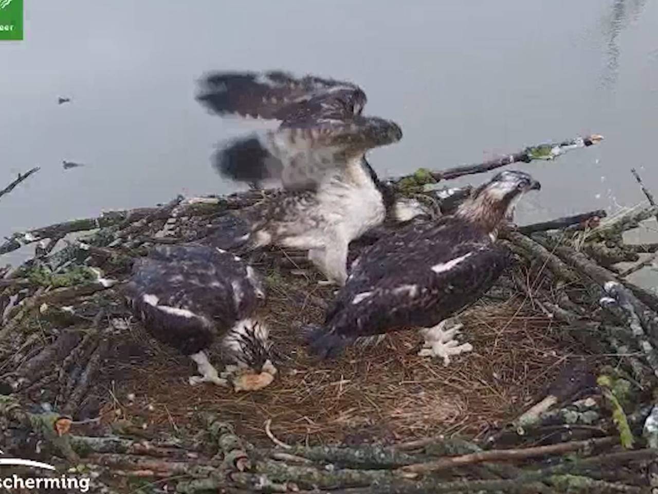 De drie jongen zijn al bijna volwassen.