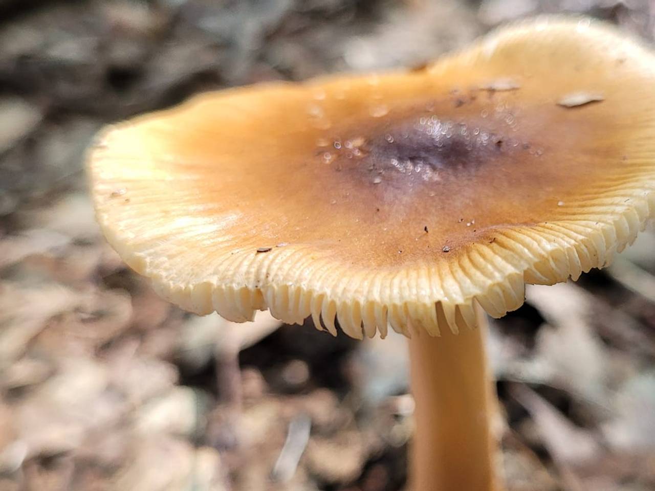 Foto: Shyamen Bollen