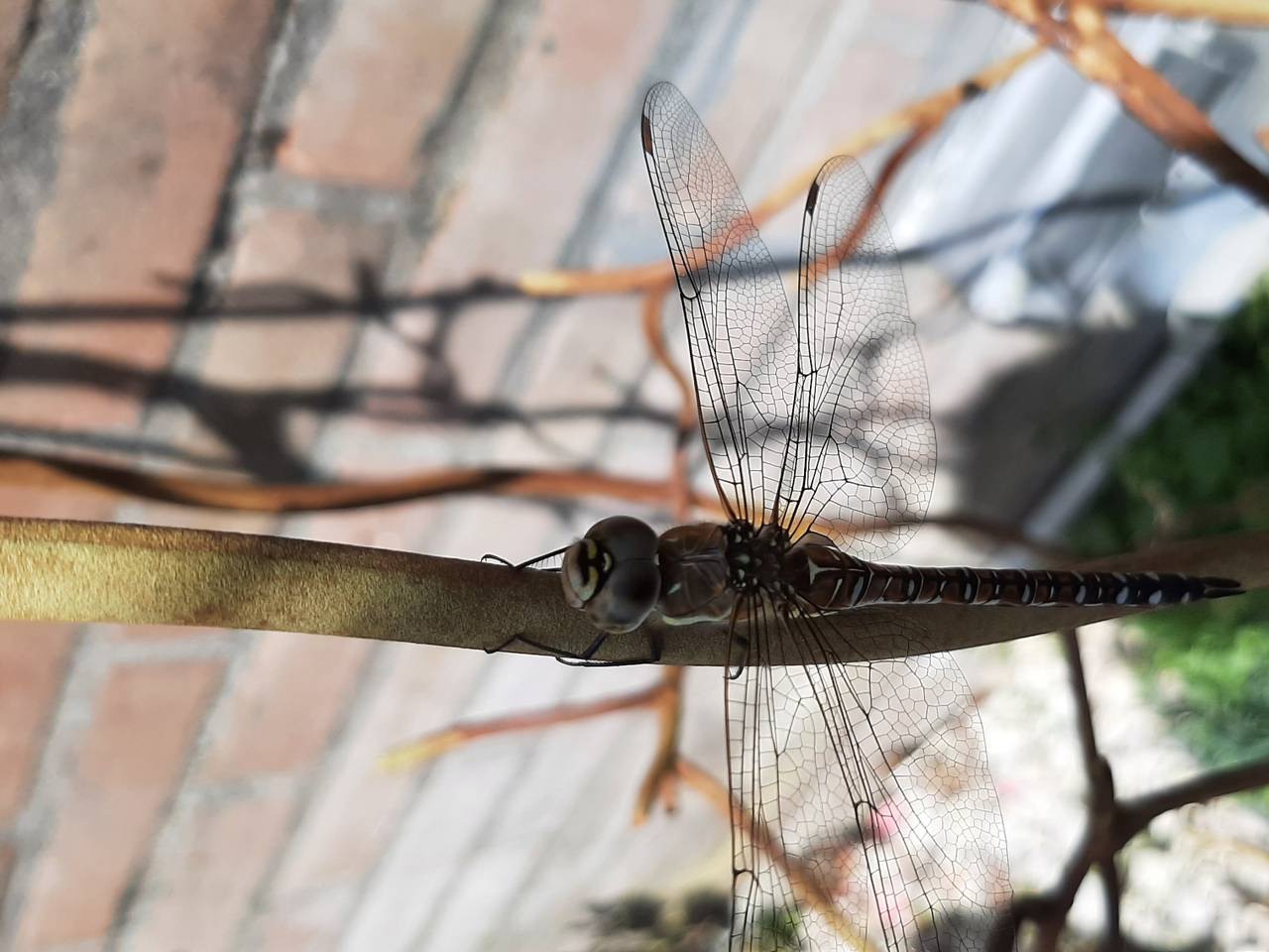 Dit insect landde zomaar in de tuin bij Carel en was daar heerlijk aan het rusten (foto: Carel Brands).