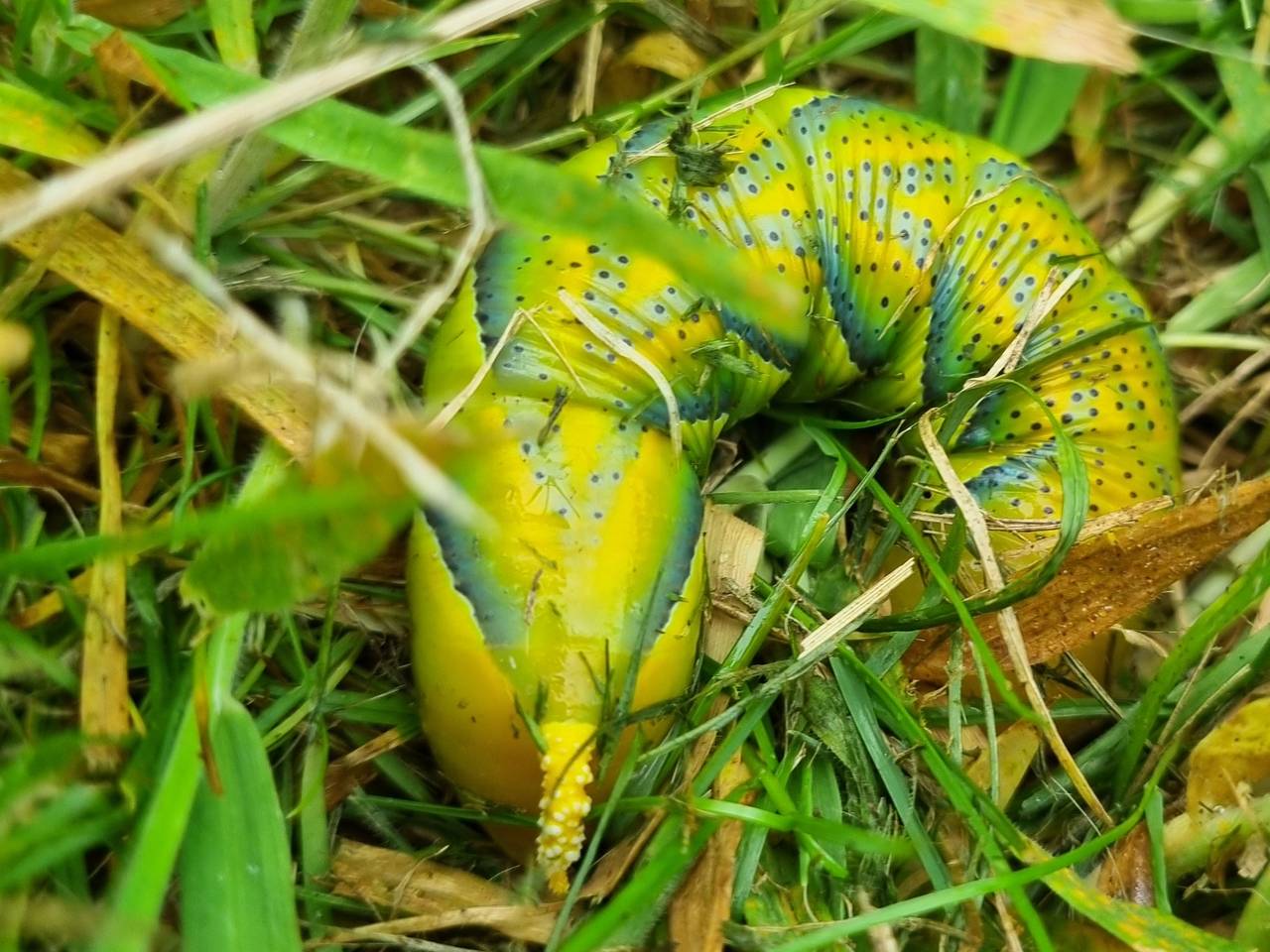 Karin wil weten of ze een grote slak of rups gezien had (foto: Karin van Zon).