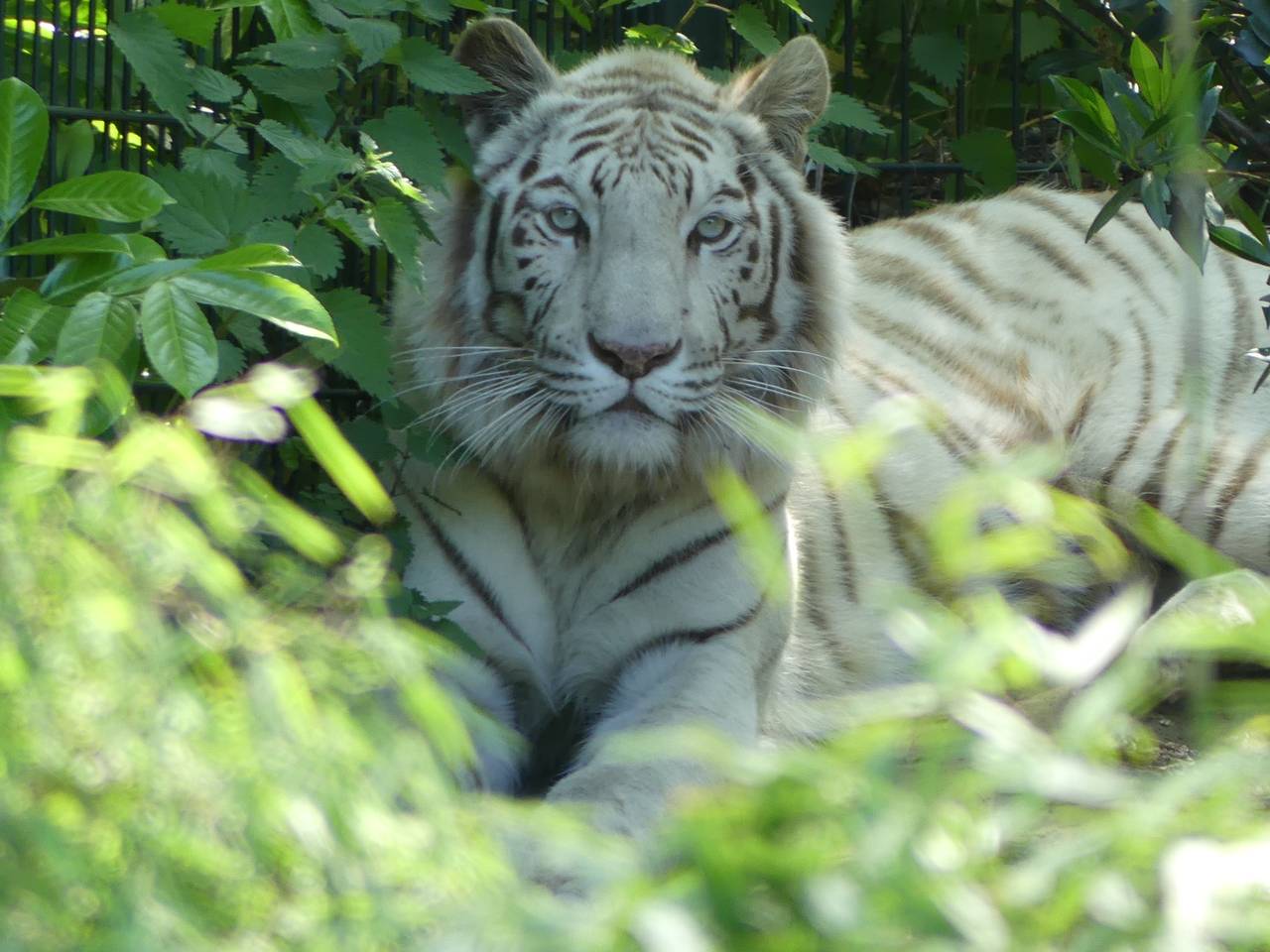Tijger Asia gaat naar Frankrijk (foto: ZooParc Overoon/Ronald Raijmakers).