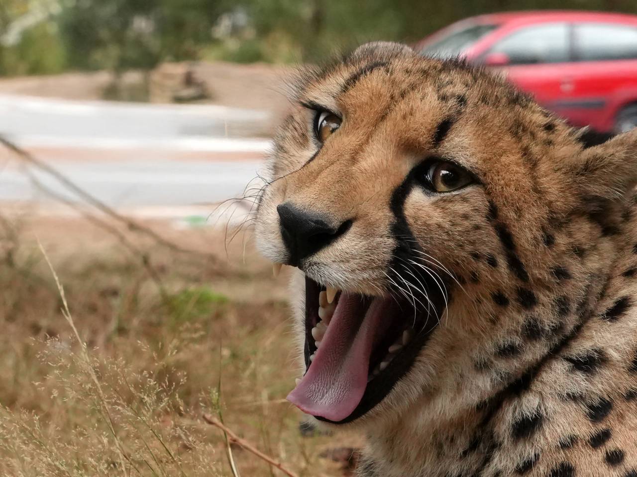 Foto: Beekse Bergen / Mariska Vermij - Van Dijk.