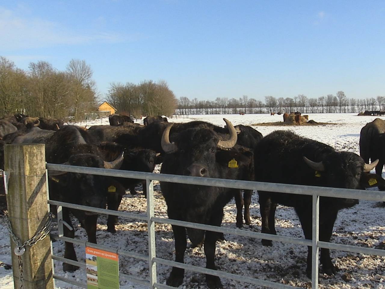 Waterbuffels, Konikpaarden en Schotse Hooglanders ondergebracht op winters ‘schuiladres’ in de Biesbosch