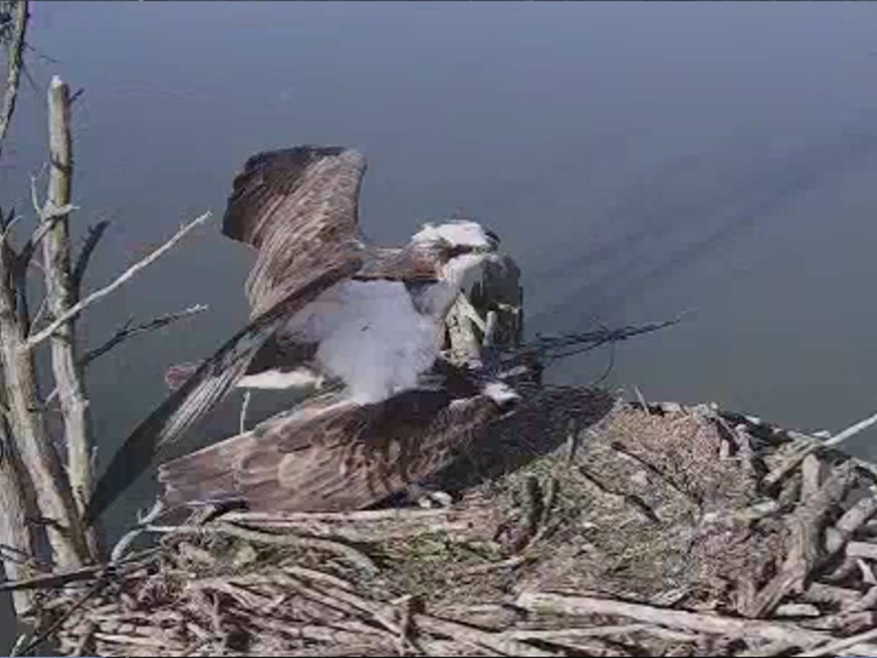 Visarenden doen het op de webcam, boswachter vindt het fantastisch mooi
