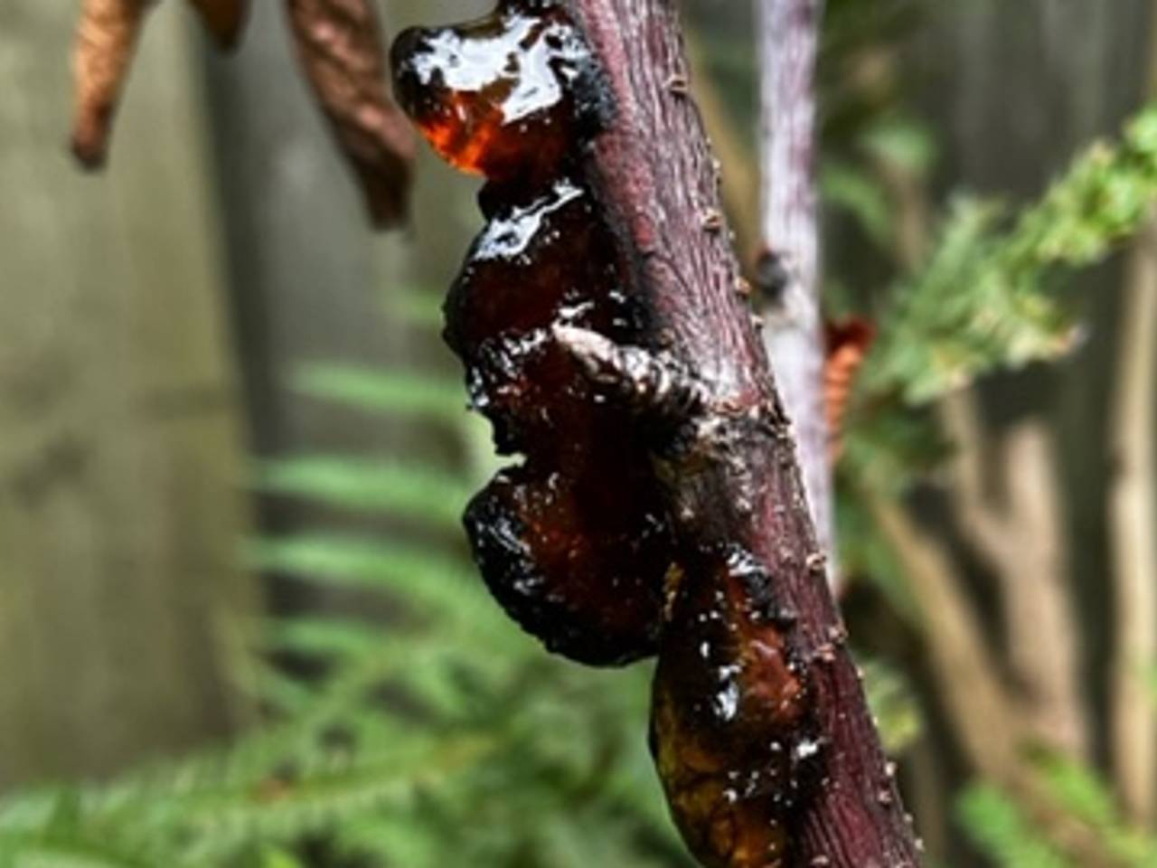 Hars op een tak als bescherming tegen virussen (foto: Erica van der Wielen).