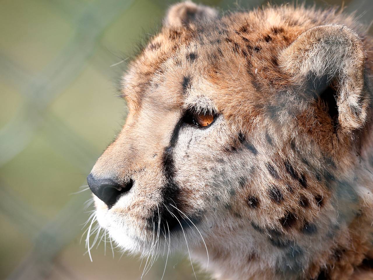 Een jachtluipaard of cheeta in de Beekse Bergen (foto: ANP/Hollandse Hoogte/Jeroen Putmans).