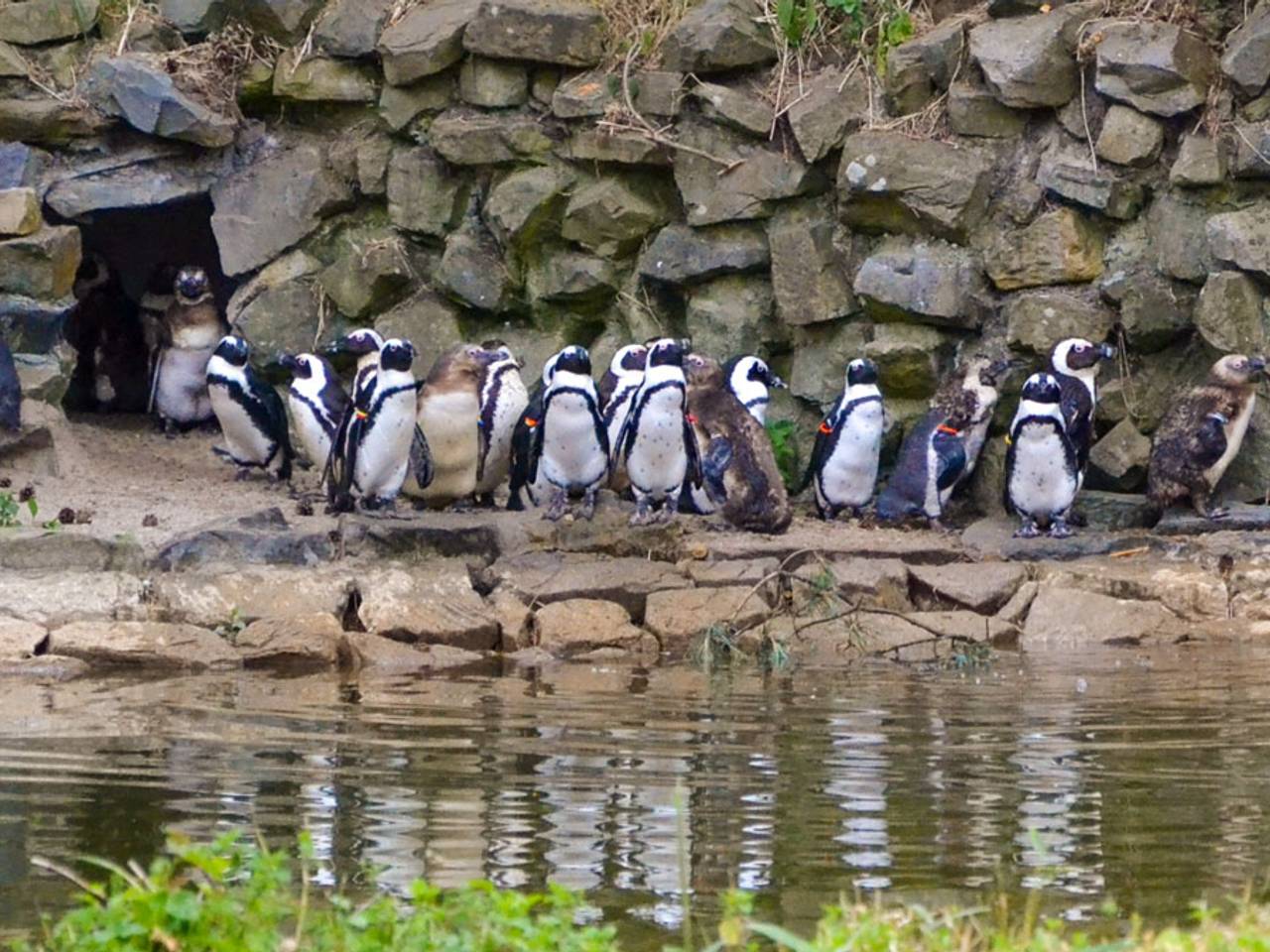 Pinguïns in de Beekse Bergen (foto: Beekse Bergen)