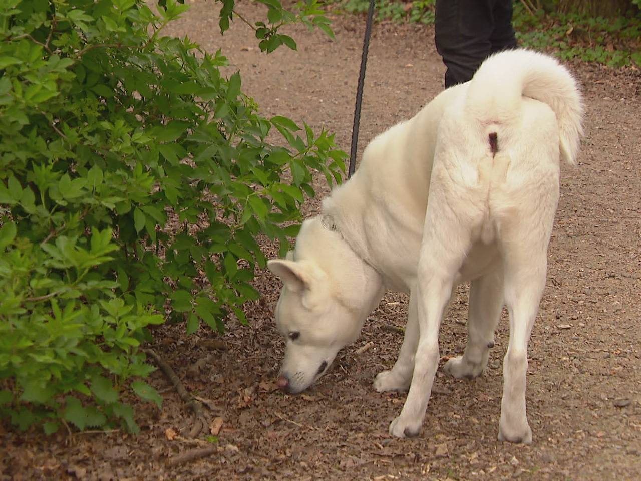 Hond Yuki snuffelt in stadspark Warande