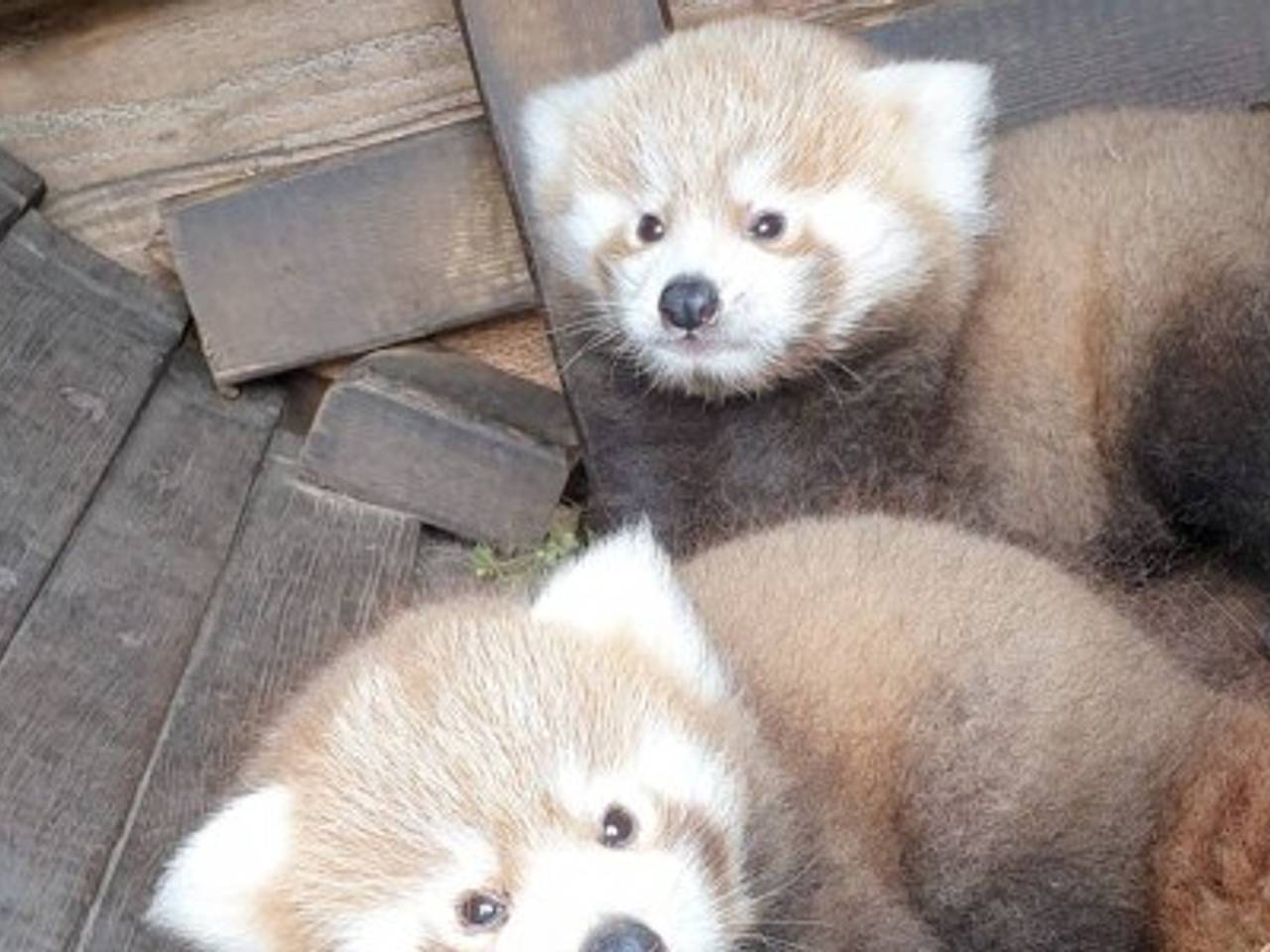Twee andere rode panda's in ZooParc Overloon (foto: ZooParc Overloon).