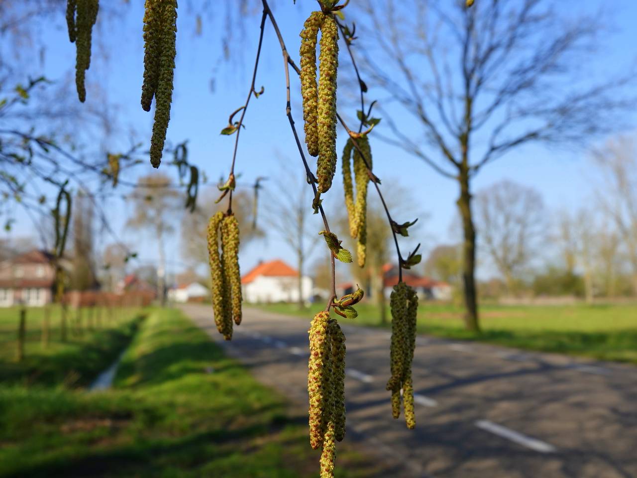 Boompollen in het voorjaar Foto: Ben Saanen 
