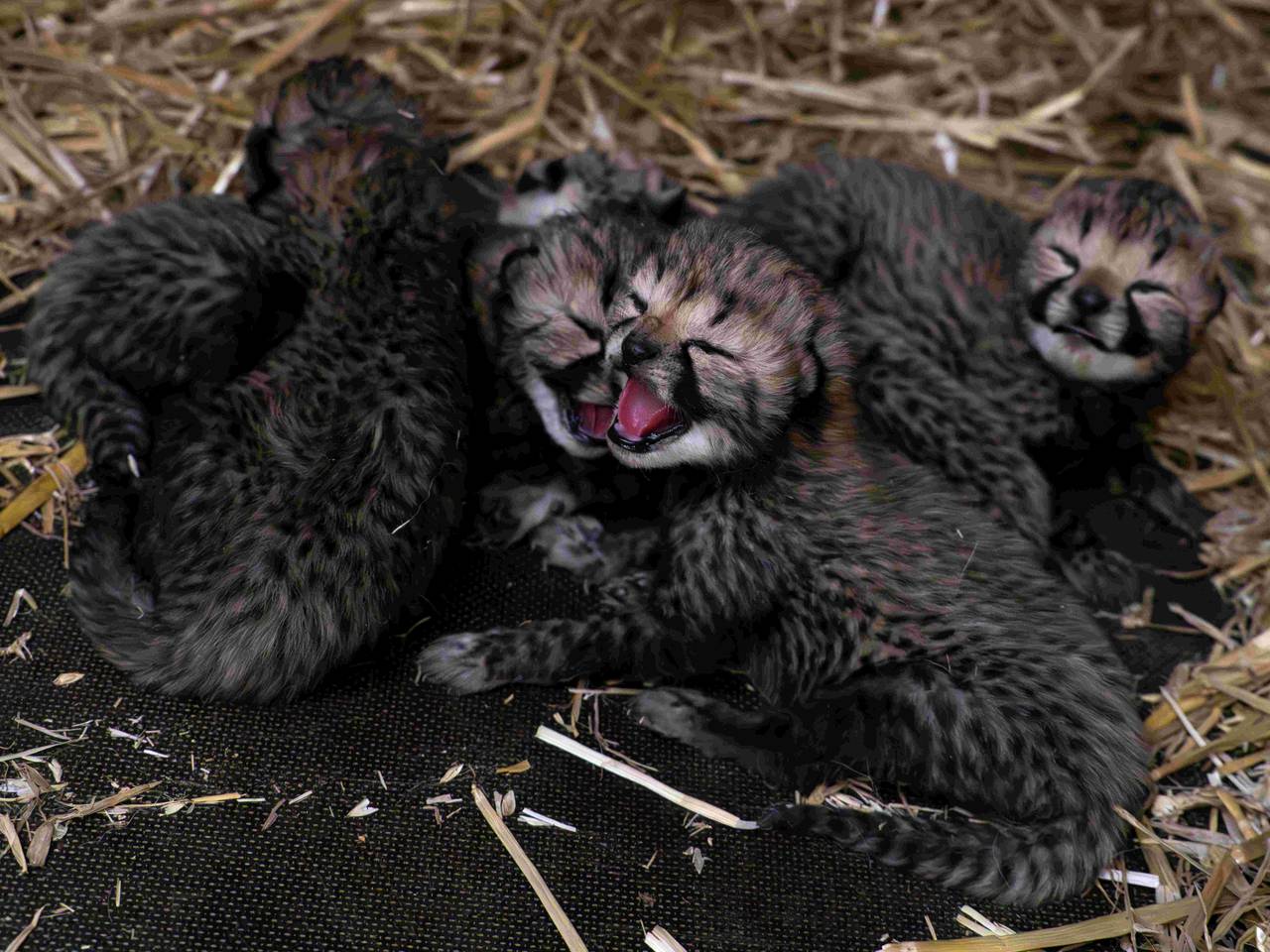 Het derde nestje cheeta's van Europa dit jaar (foto: Beekse Bergen / Mariska Vermij – van Dijk).