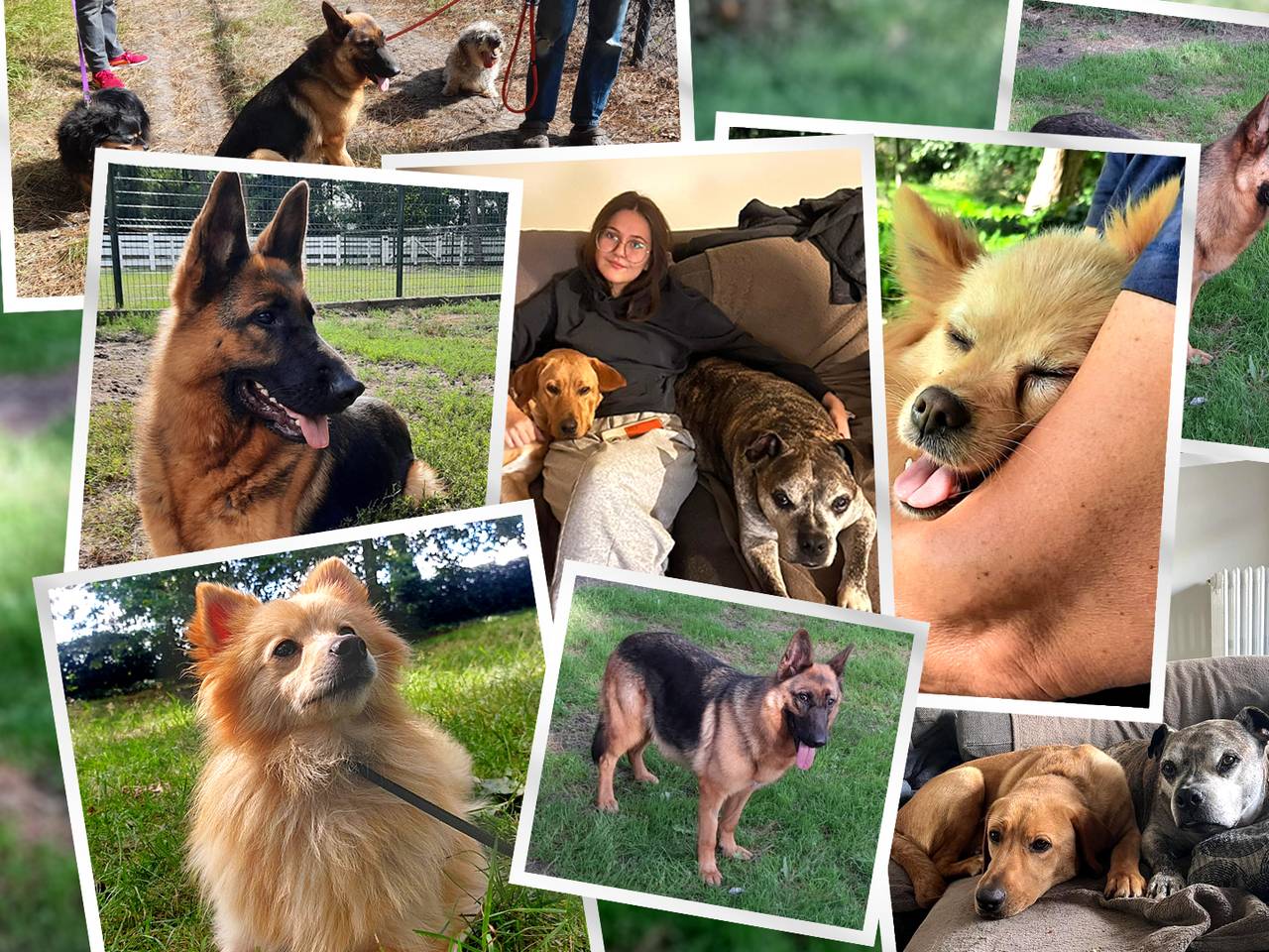 Zo gaat het met de honden die werden gered van de foute fokker in Eersel