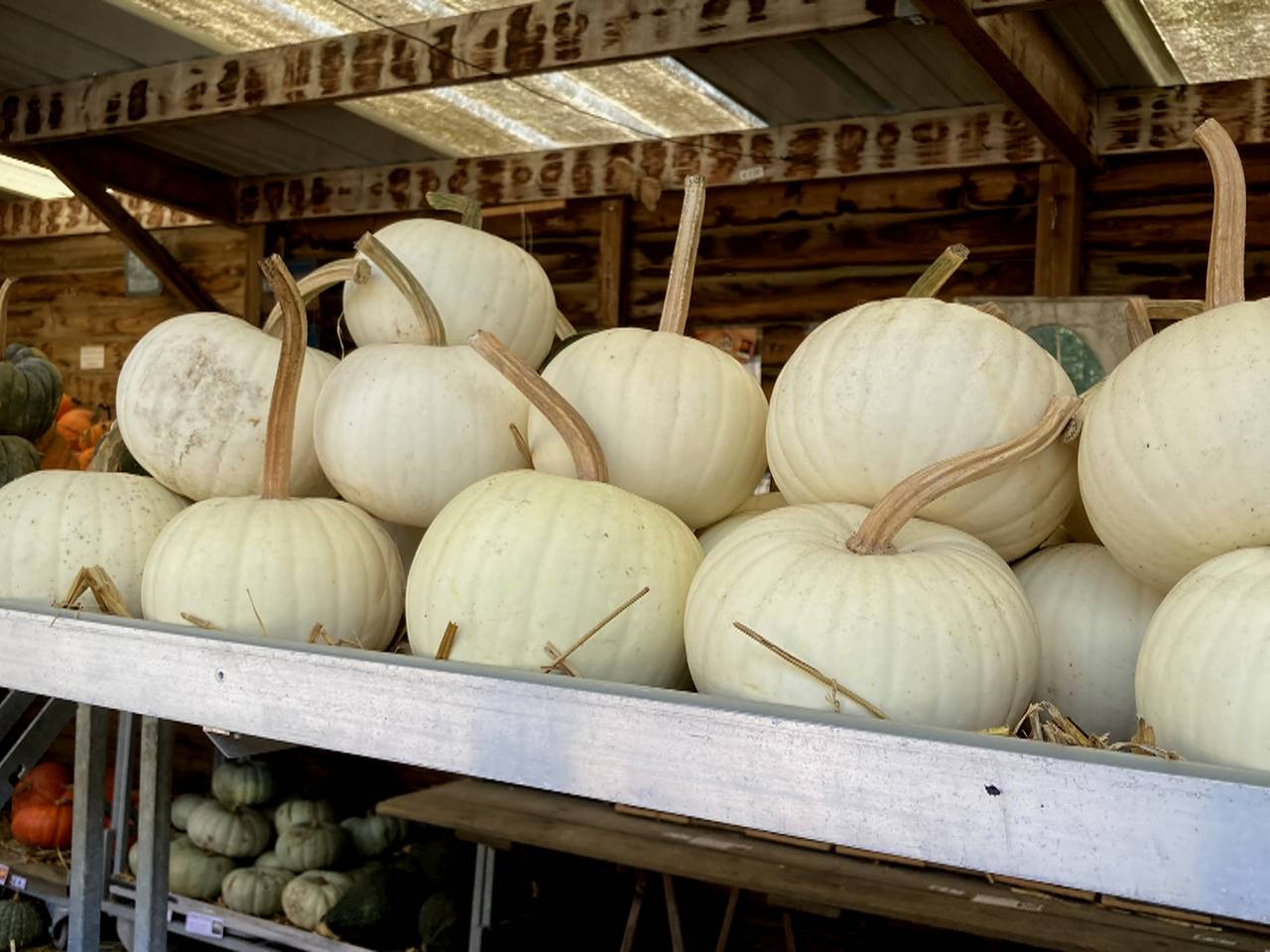 Witte Halloween pompoenen om te beschilderen (foto: Omroep Brabant)