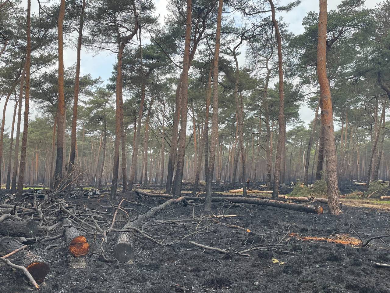 Bosbrand Loonse en Drunense Duinen (foto: Imke van de Laar).