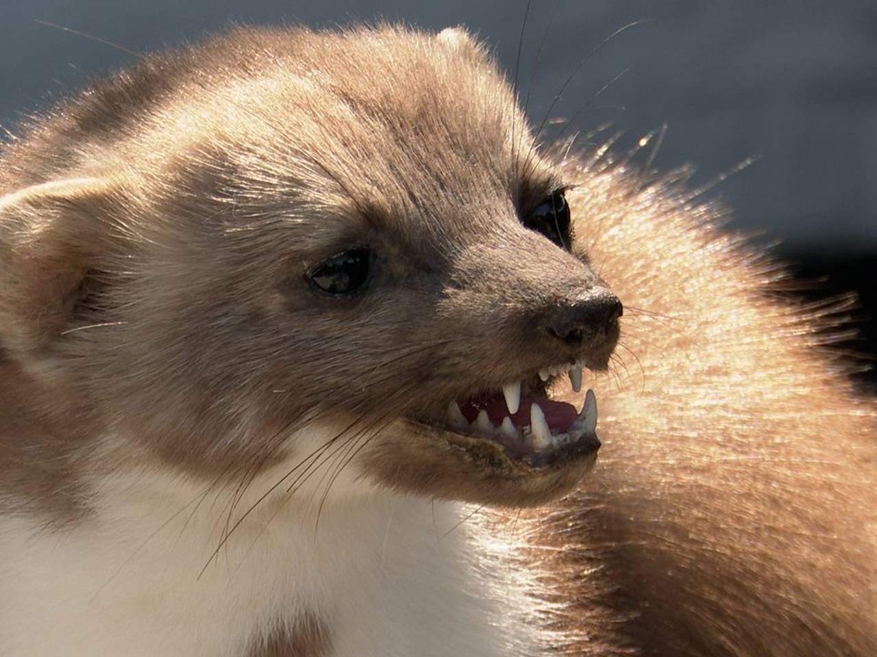 Steenmarter onder de motorkap: dit doet-ie en zo voorkom je het