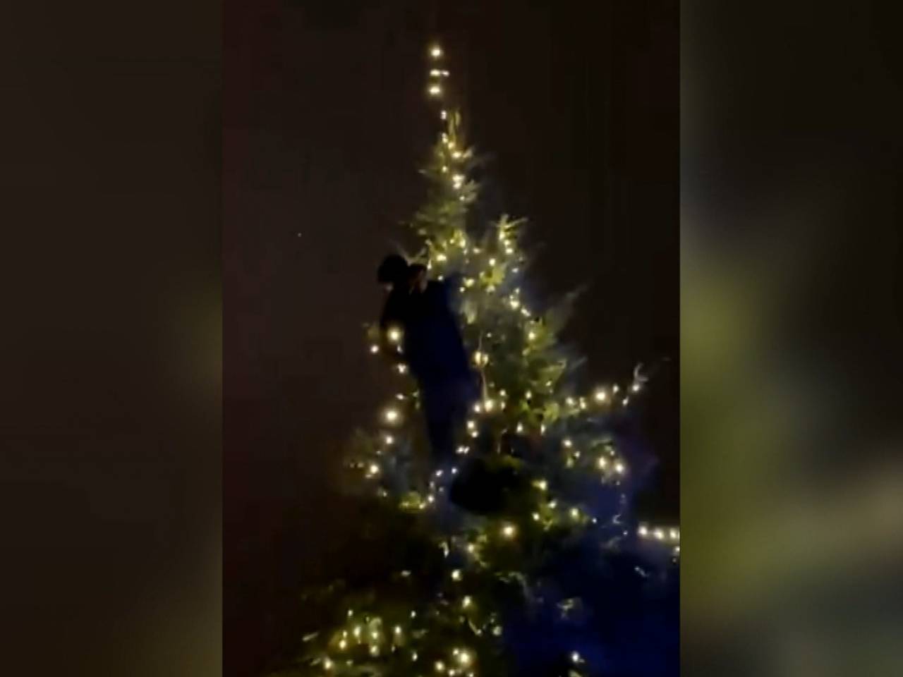 De man klimt in de metershoge kerstboom voor het kasteel. 