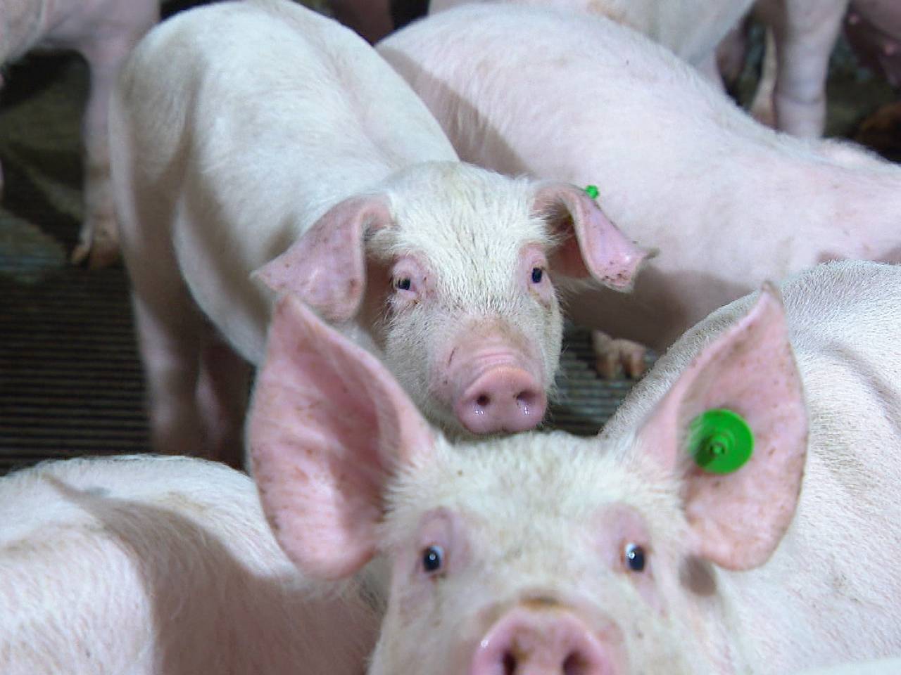 Biggetjes in een stal (archieffoto).