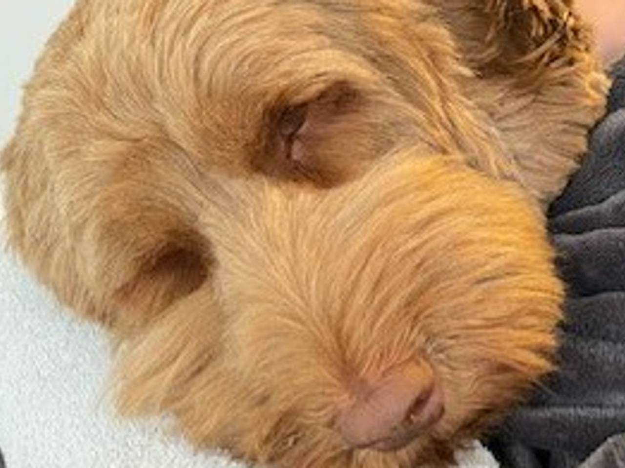 De hond was helemaal van de kaart na het eten van de poep in Helmond (foto: Facebook Dierenkliniek Lieshout).