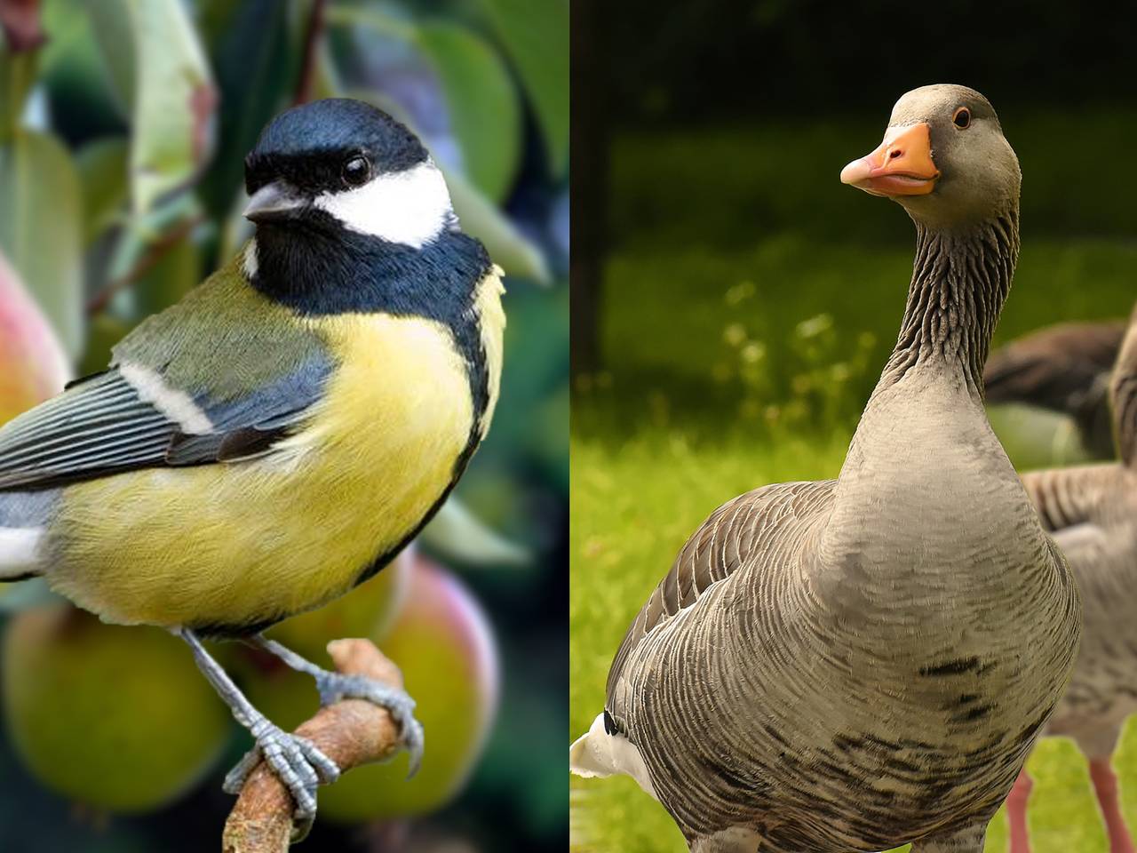 De gans en de mees richten de grootste schade aan, aan Brabantse gewassen. (foto: Omroep Brabant)