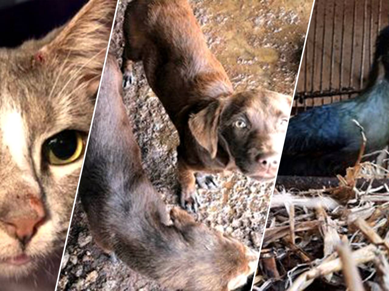 Drieluik van de verwaarloosde dieren