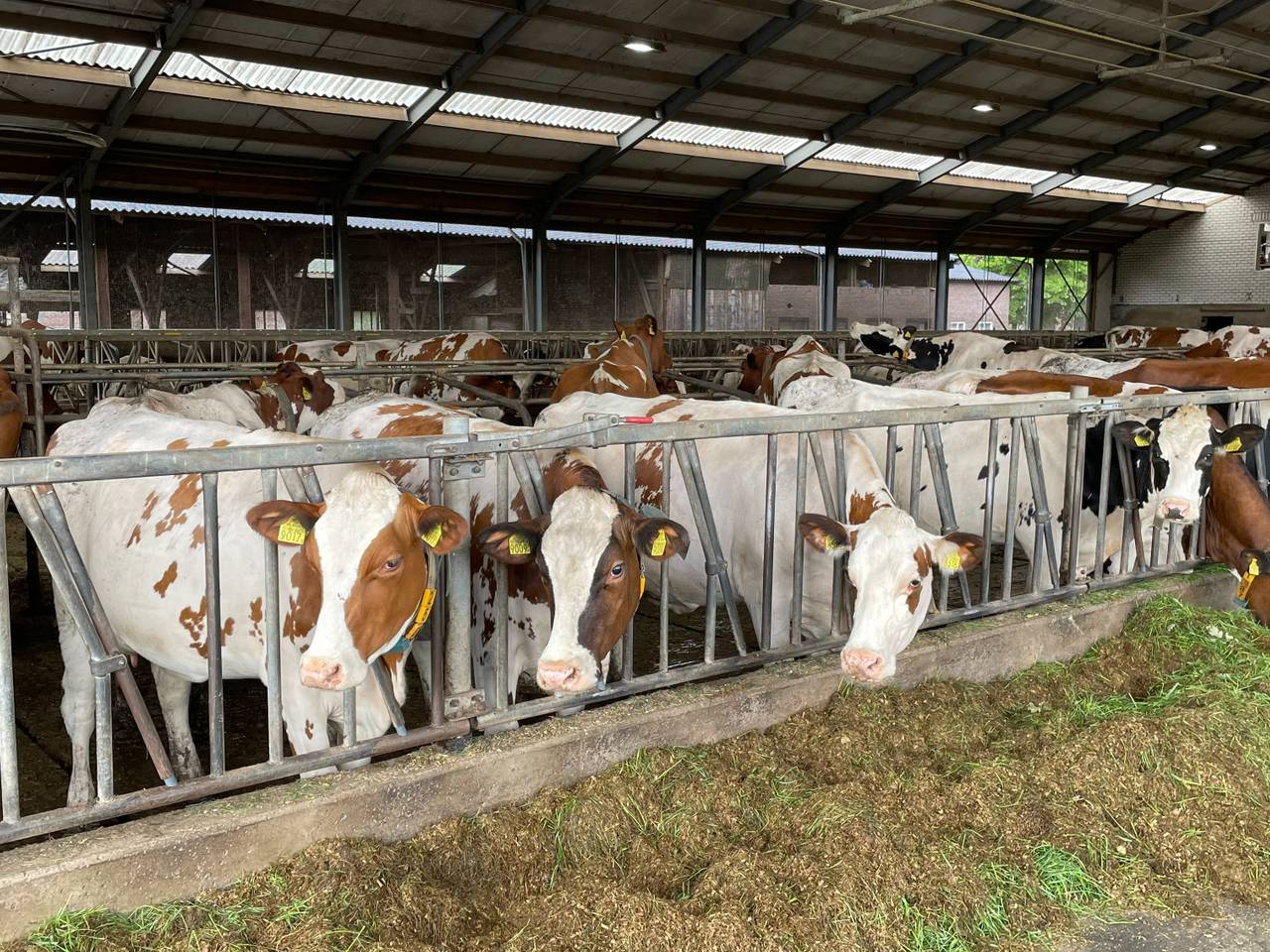 De koeien op stal. (foto: Omroep Brabant)