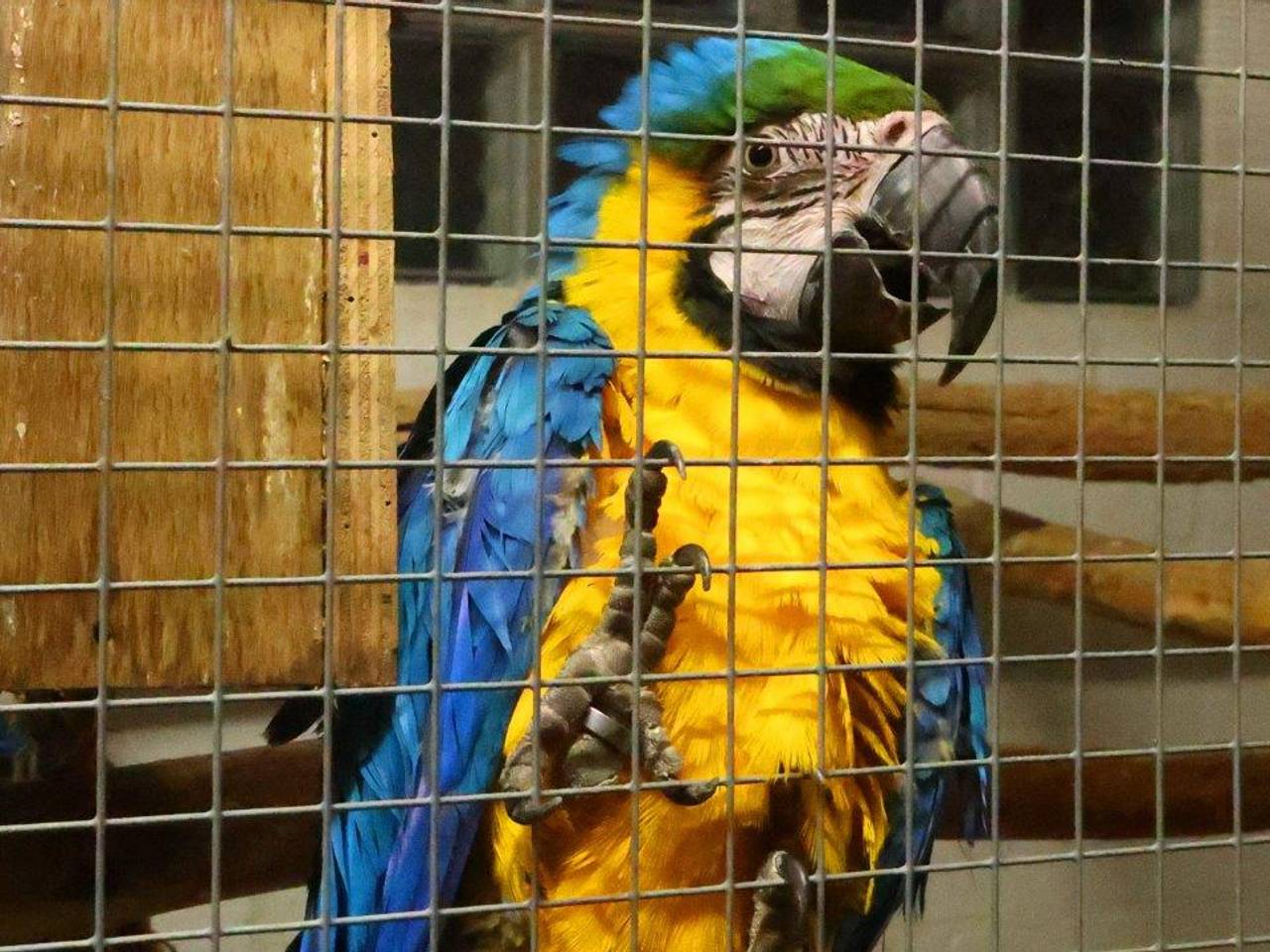 De ara die Huub gisteren ving, maar van wie is hij? (Foto: Bart Meesters / SQ Vision).