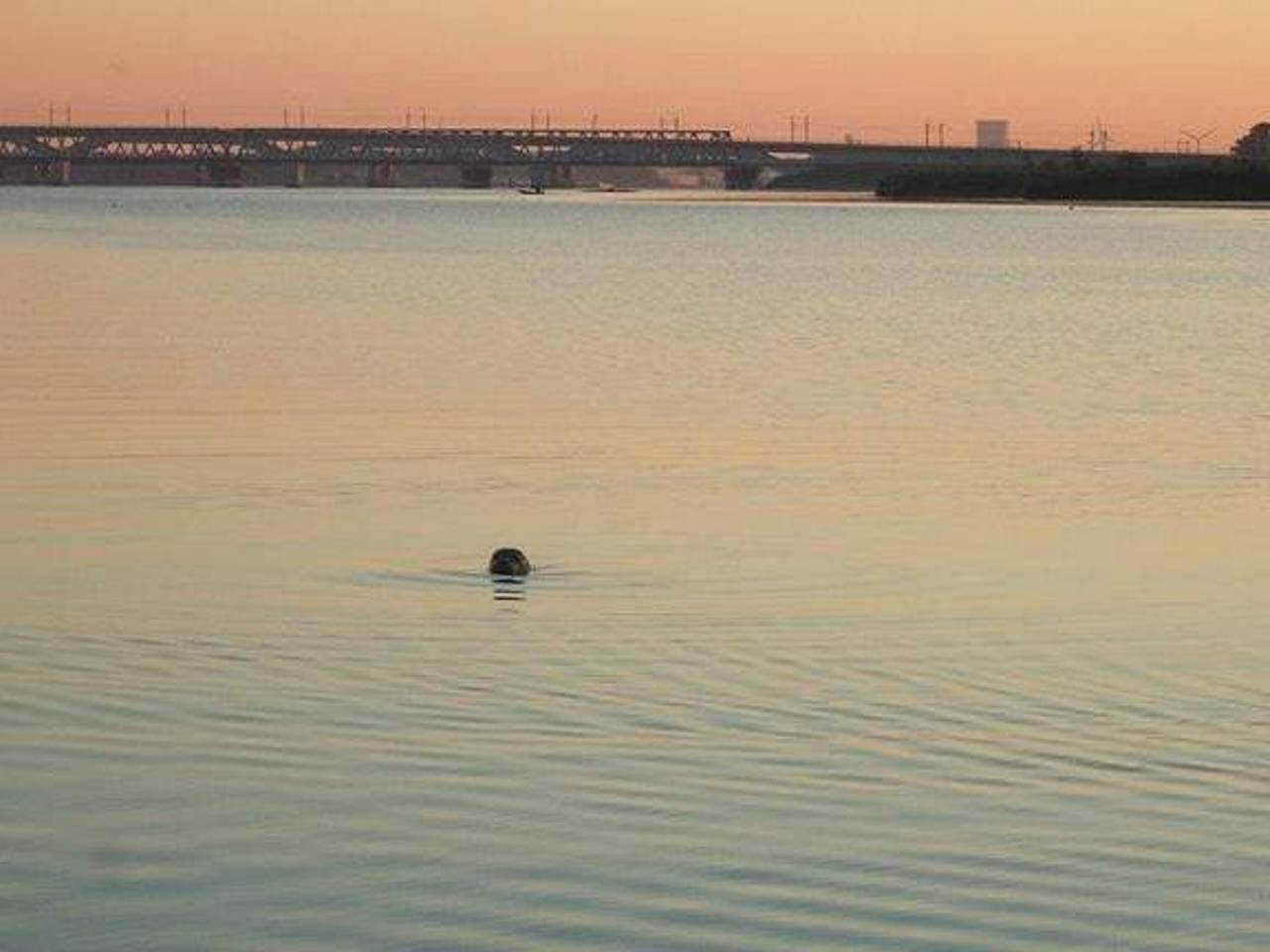De zeehond die in 2015 gespot werd bij de Moerdijkbruggen (foto: Bonno Bergman).