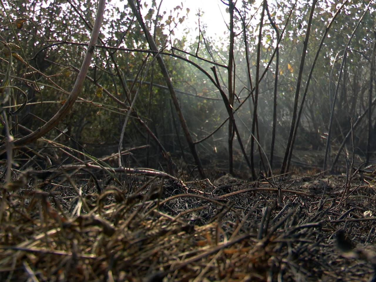 De resultaten van de brand in De Peel.